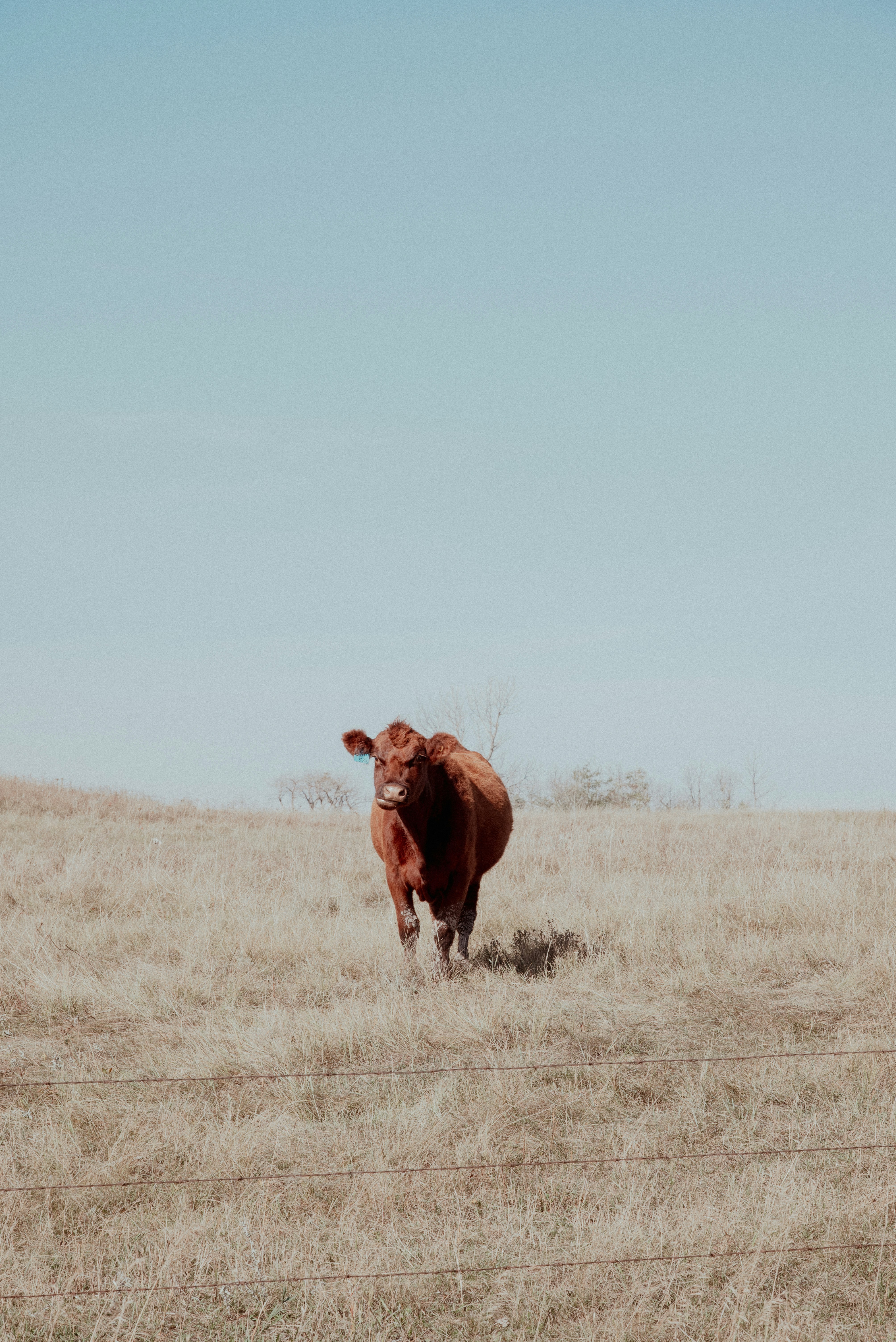 A brown cow in a dry grassy field behind a wire fence