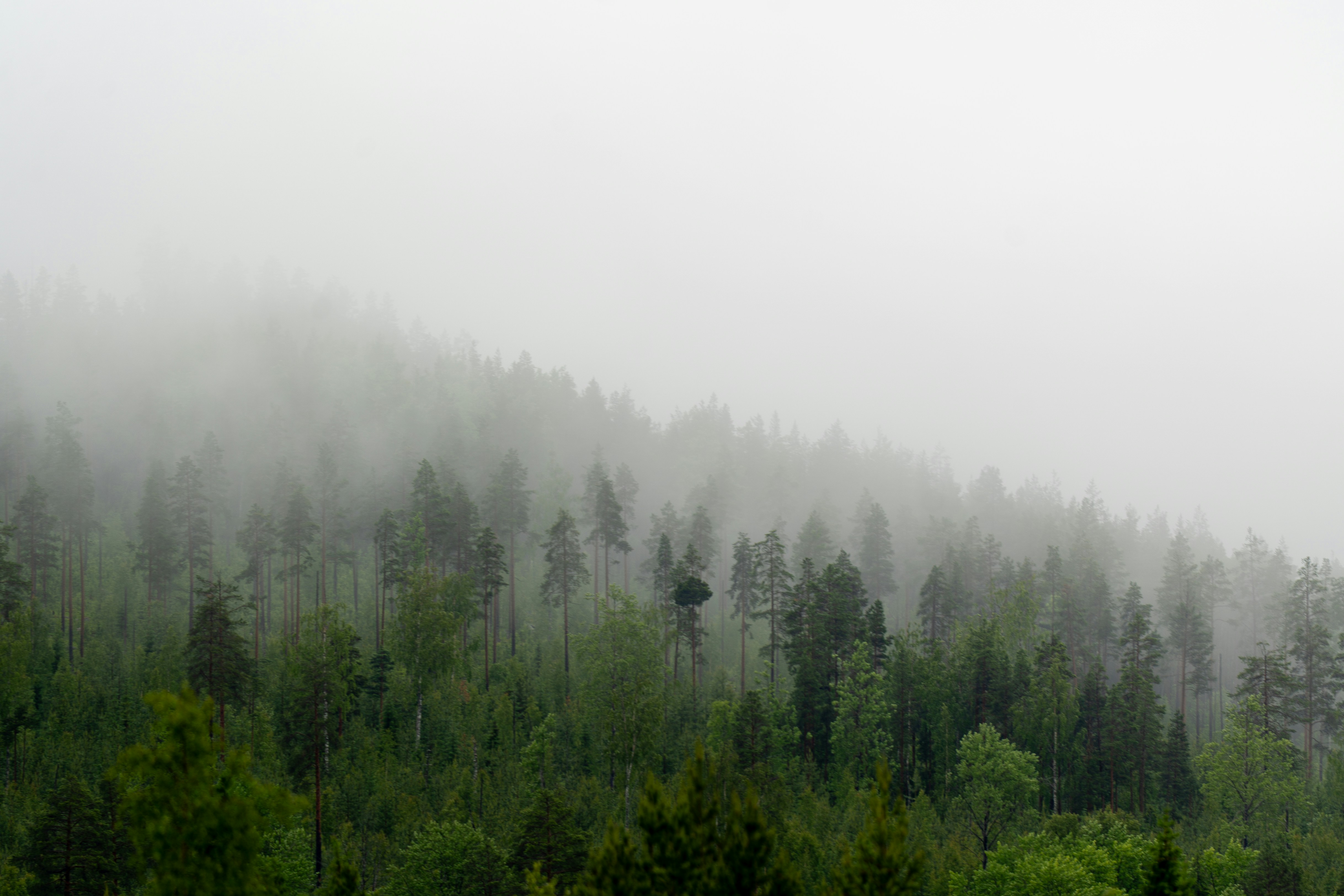 Dense pine forest on a hillside shrouded in thick grey mist