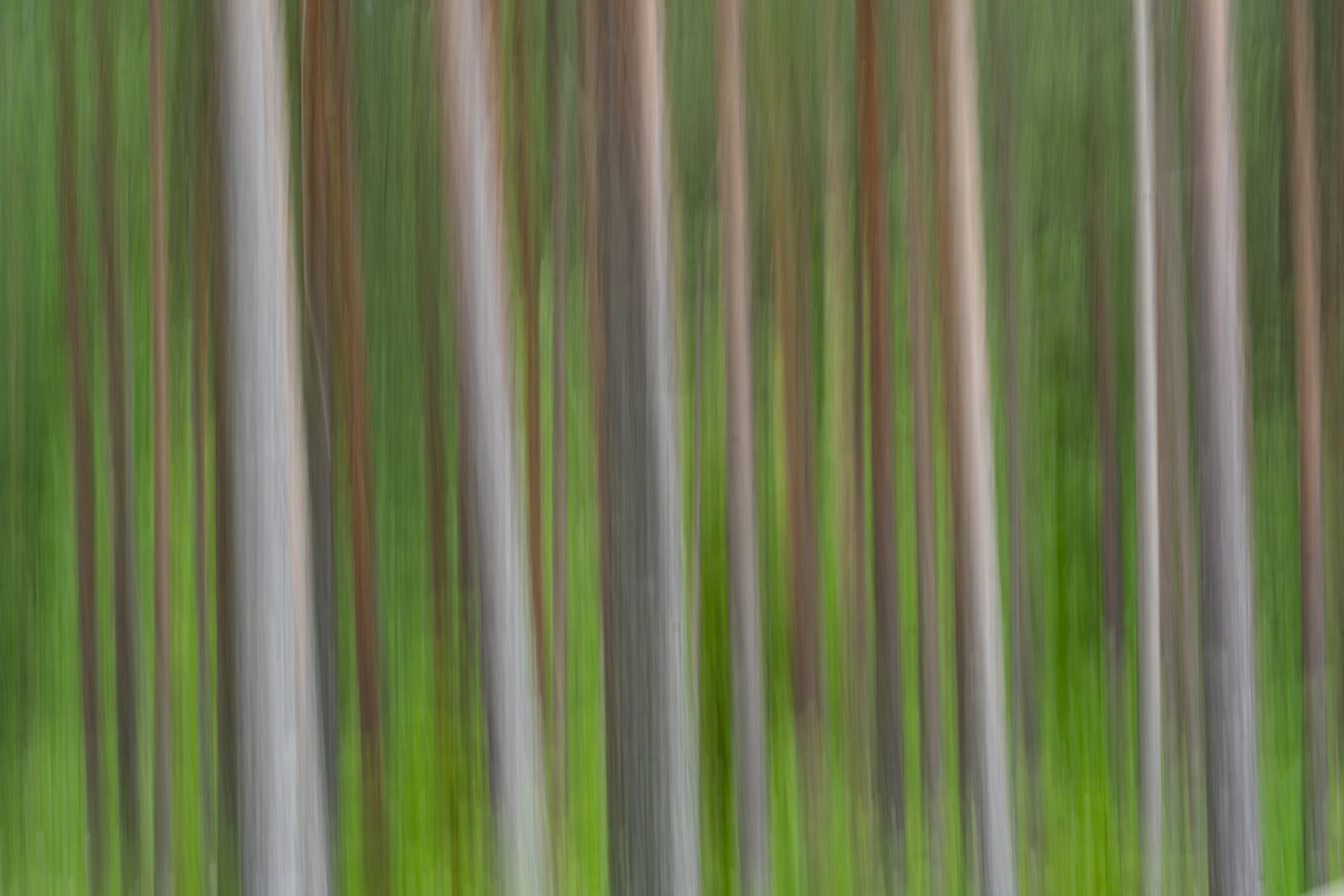 A vertical camera movement during a half-second exposure turns a line of tree trunks into soft streaks of tone.