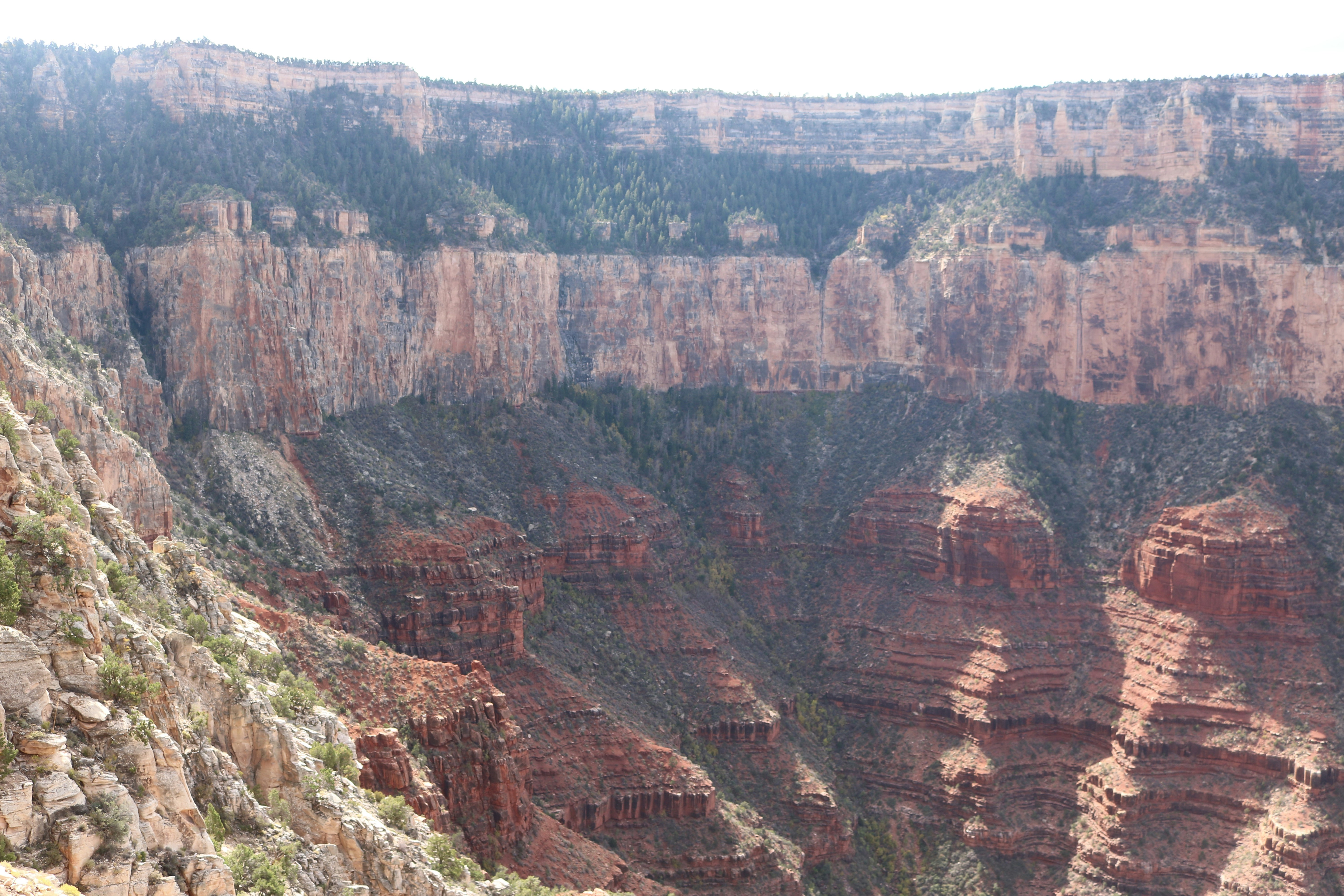 Layered red rock canyon walls with pine trees along the rim in Arizona