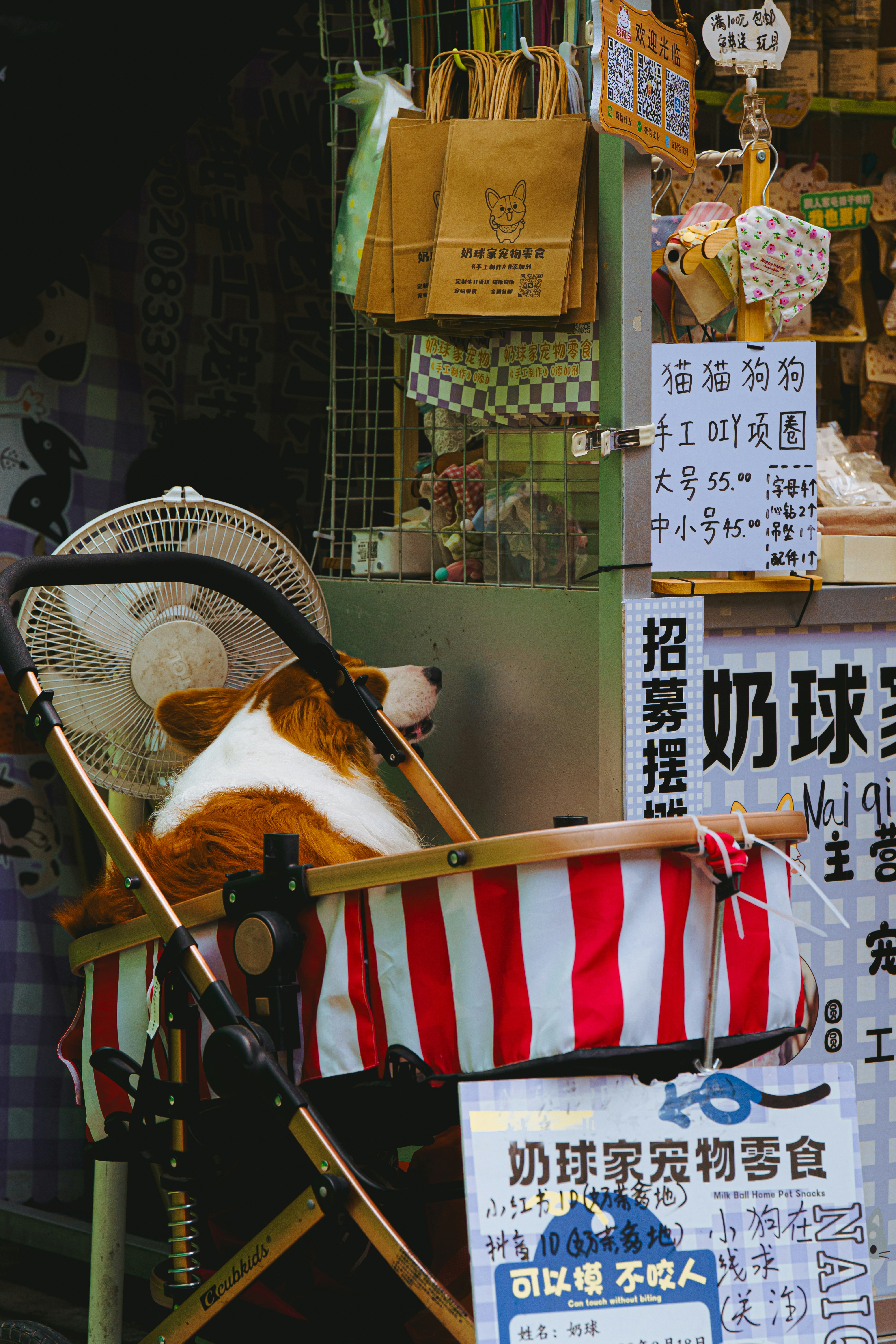 A Corgi sitting in a red and white striped pet stroller beside a shop