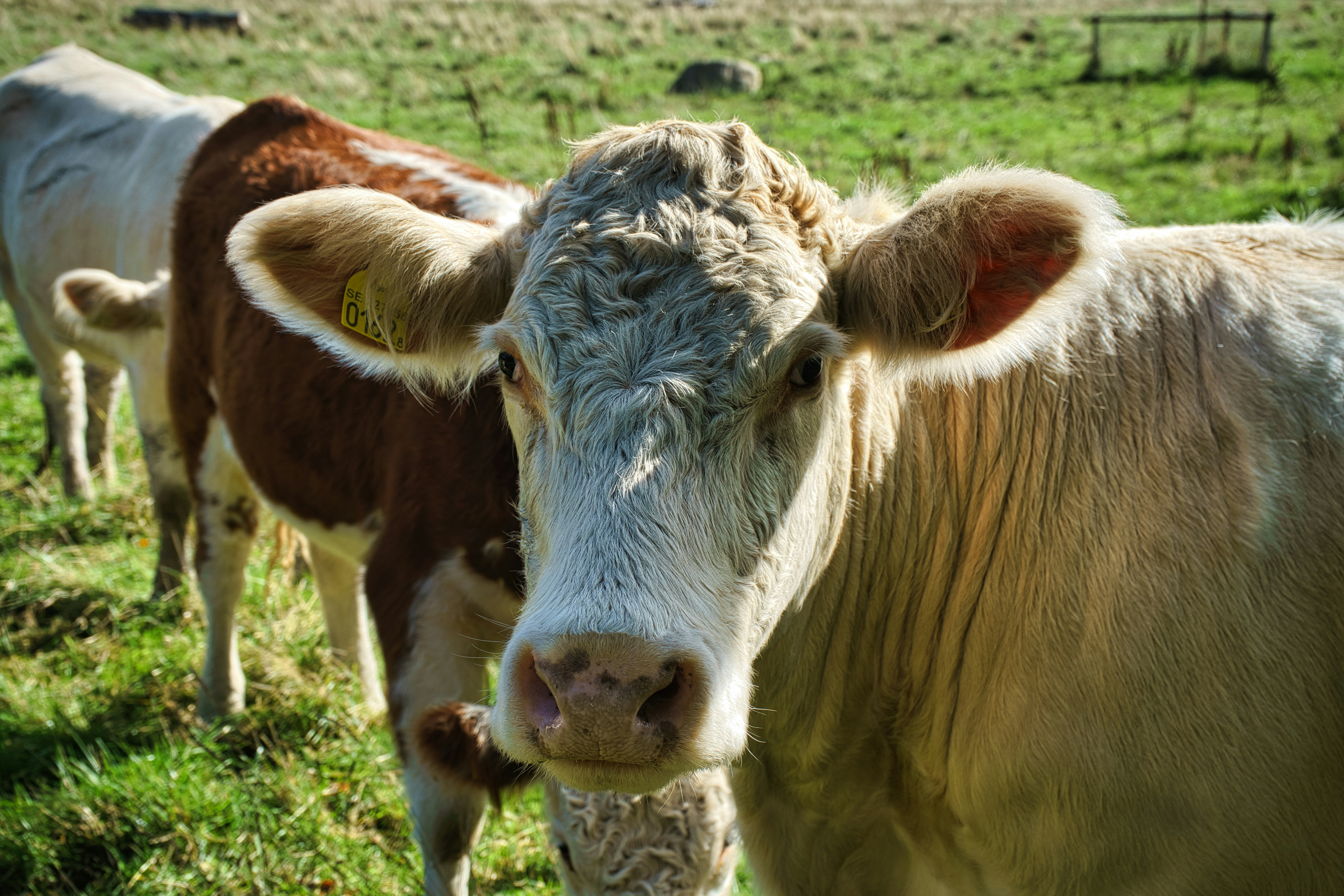 A light-colored cow looking at the camera in a sunny green pasture