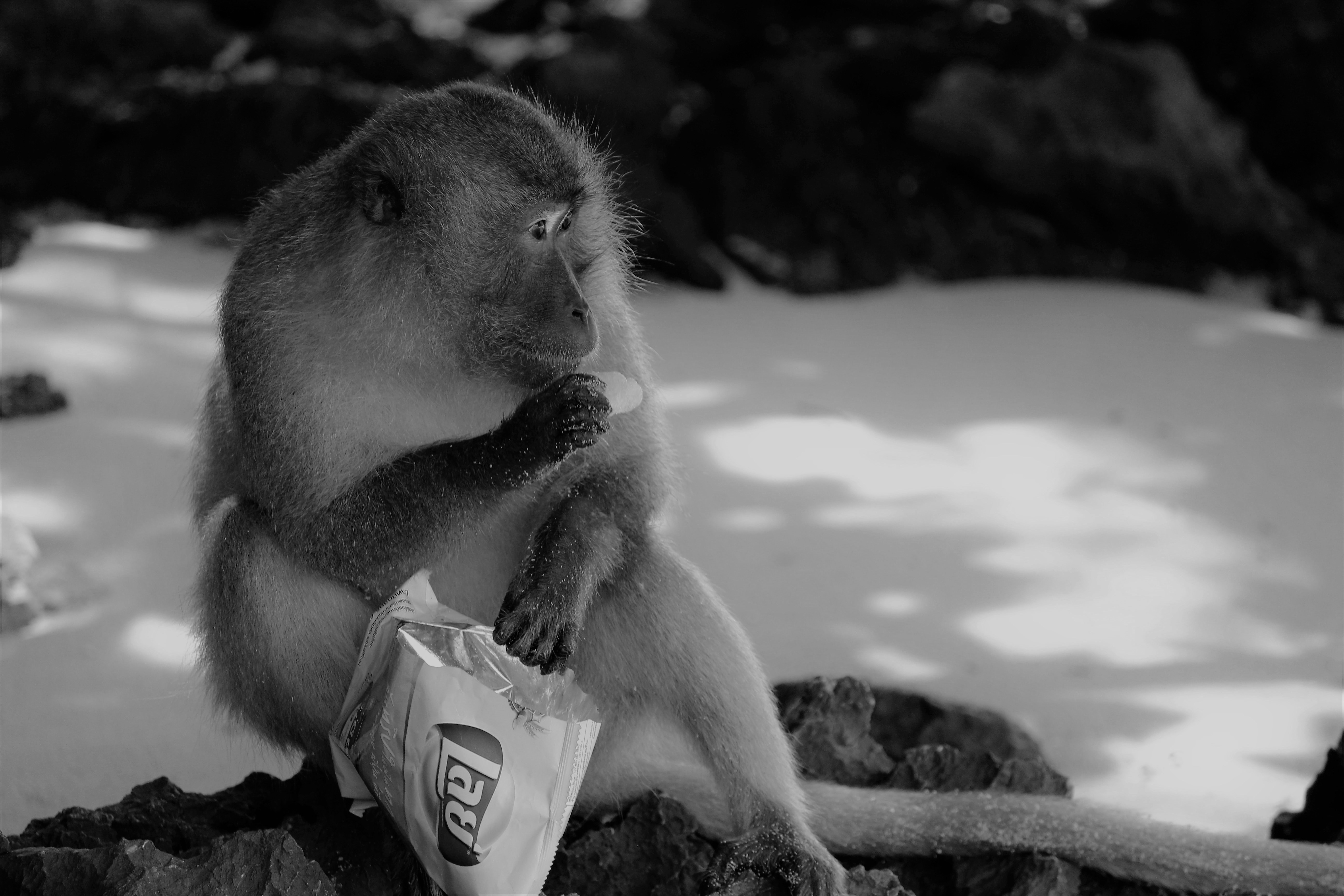 Una scimmia che mangia da un sacchetto di snack su una superficie rocciosa, in bianco e nero