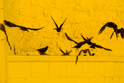 Birds in flight against a yellow wall