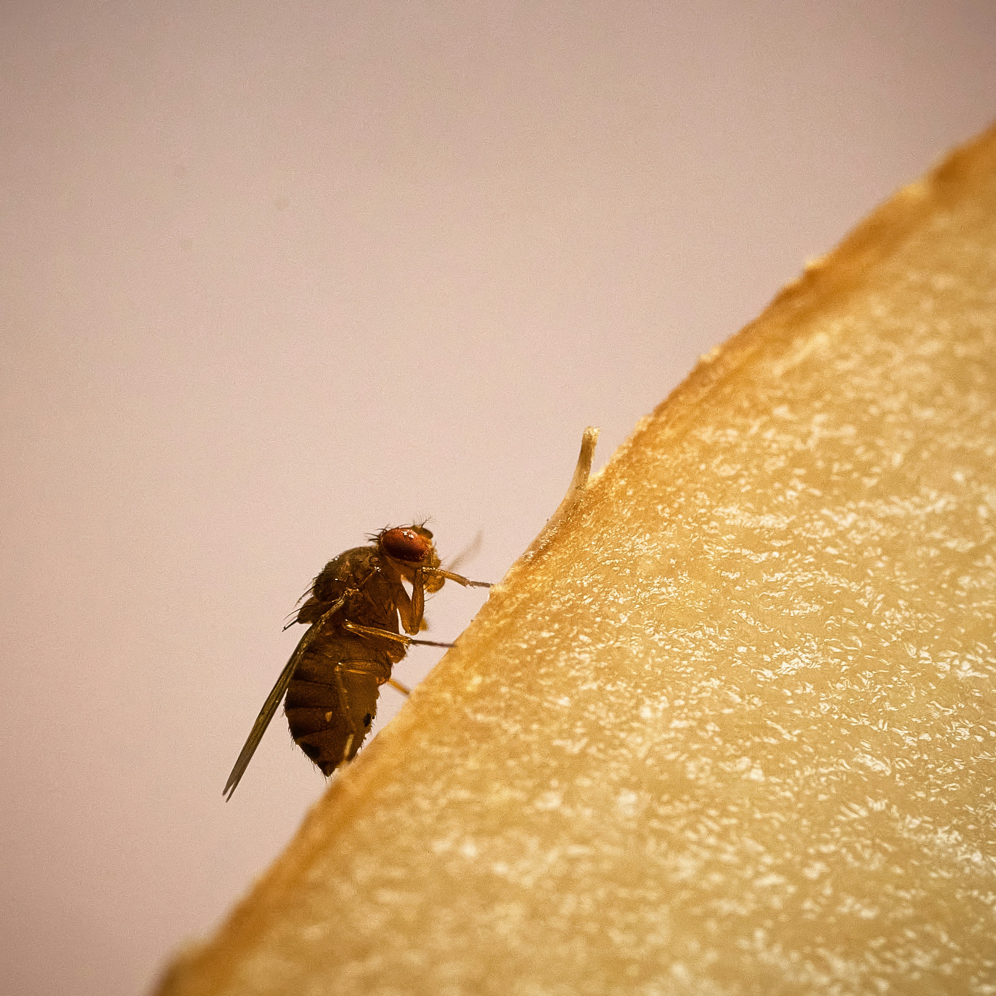 Lubbock, These Tiny Flies Have Somehow Invaded Your House