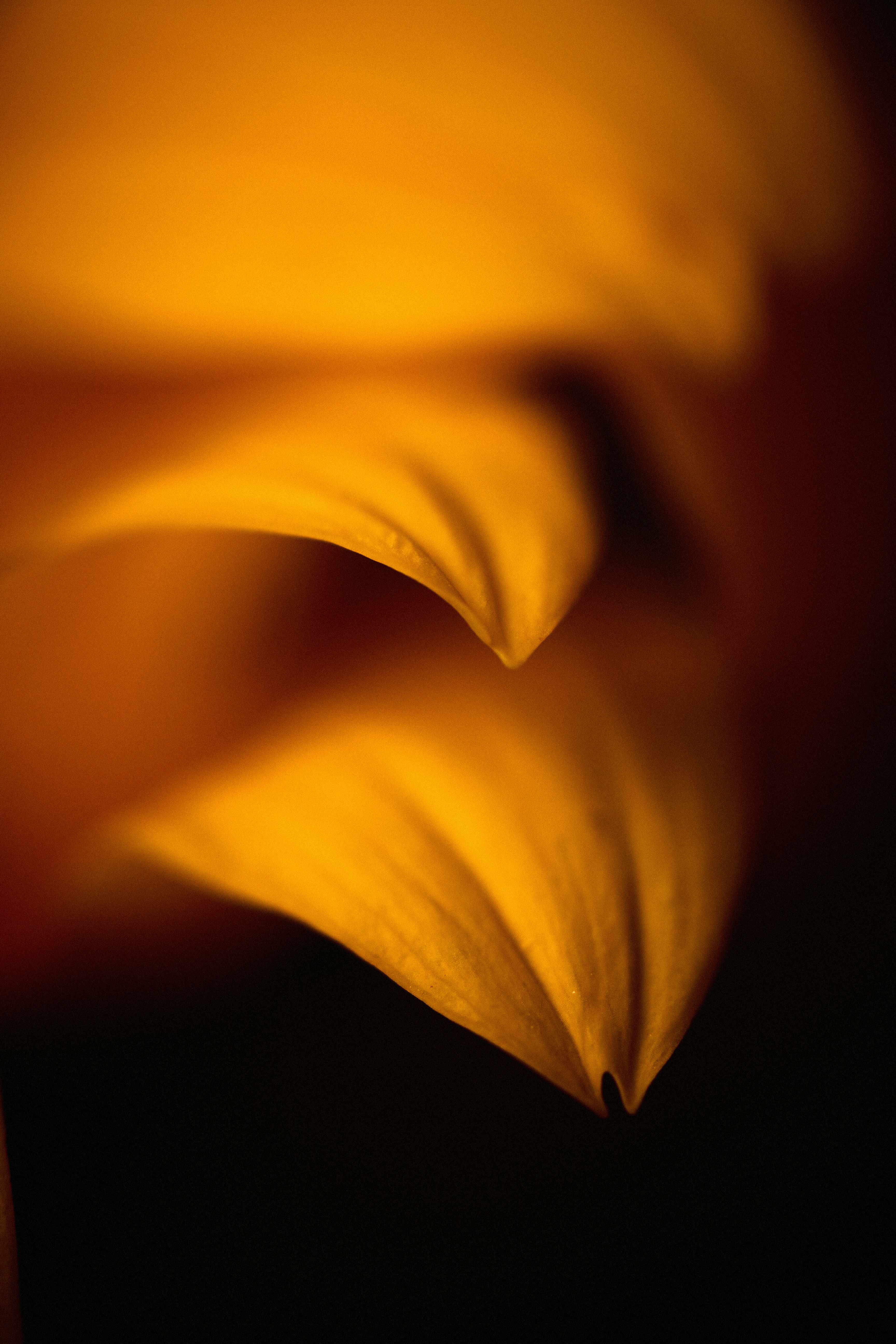 Macro view of golden yellow flower petals with soft edges against a dark background