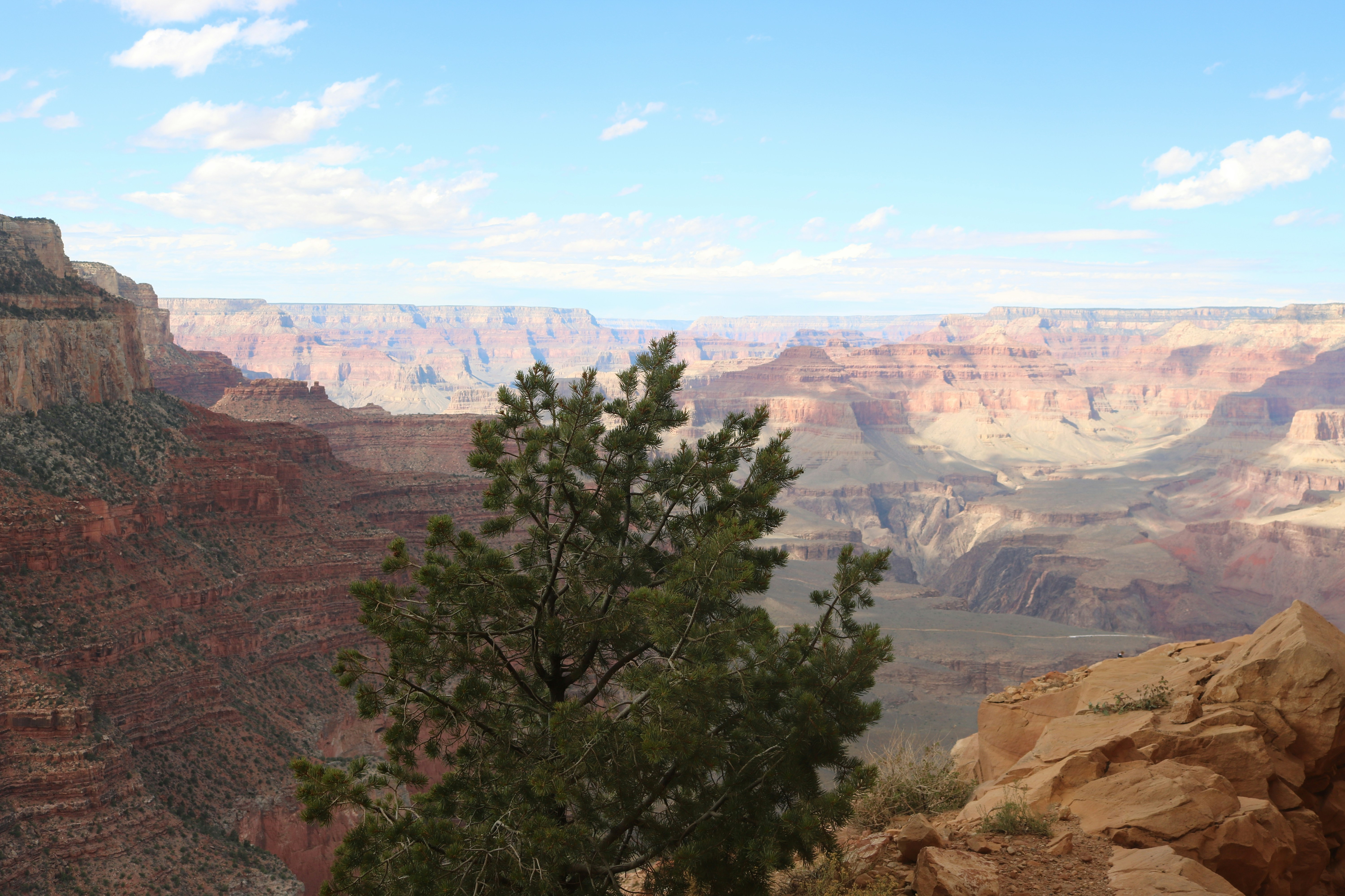 A pine tree on a rocky ledge overlooking the Grand Canyon in Arizona