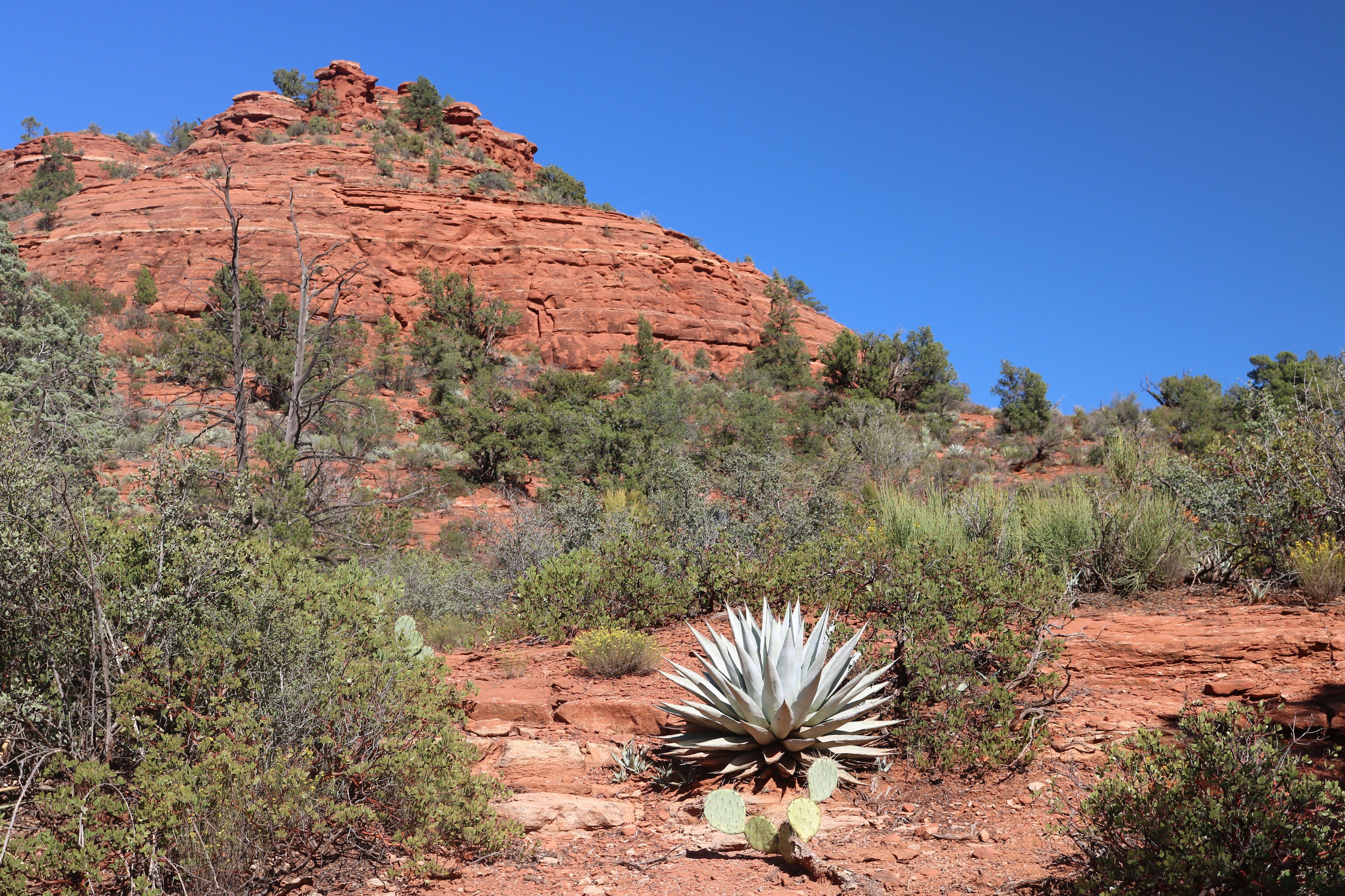 An agave plant on a red rock hillside with green shrubs under a clear sky