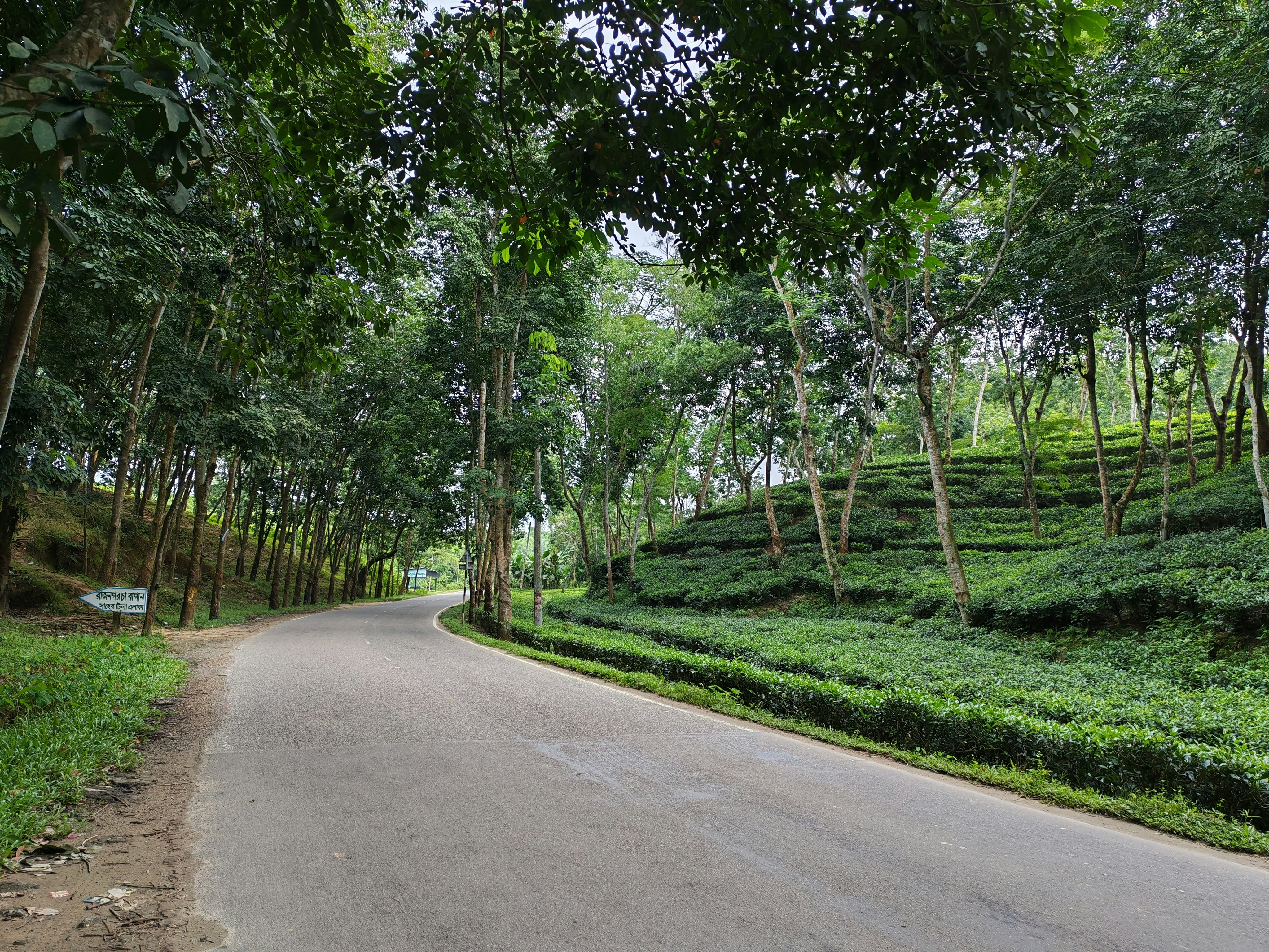 A Road and Tea garden.