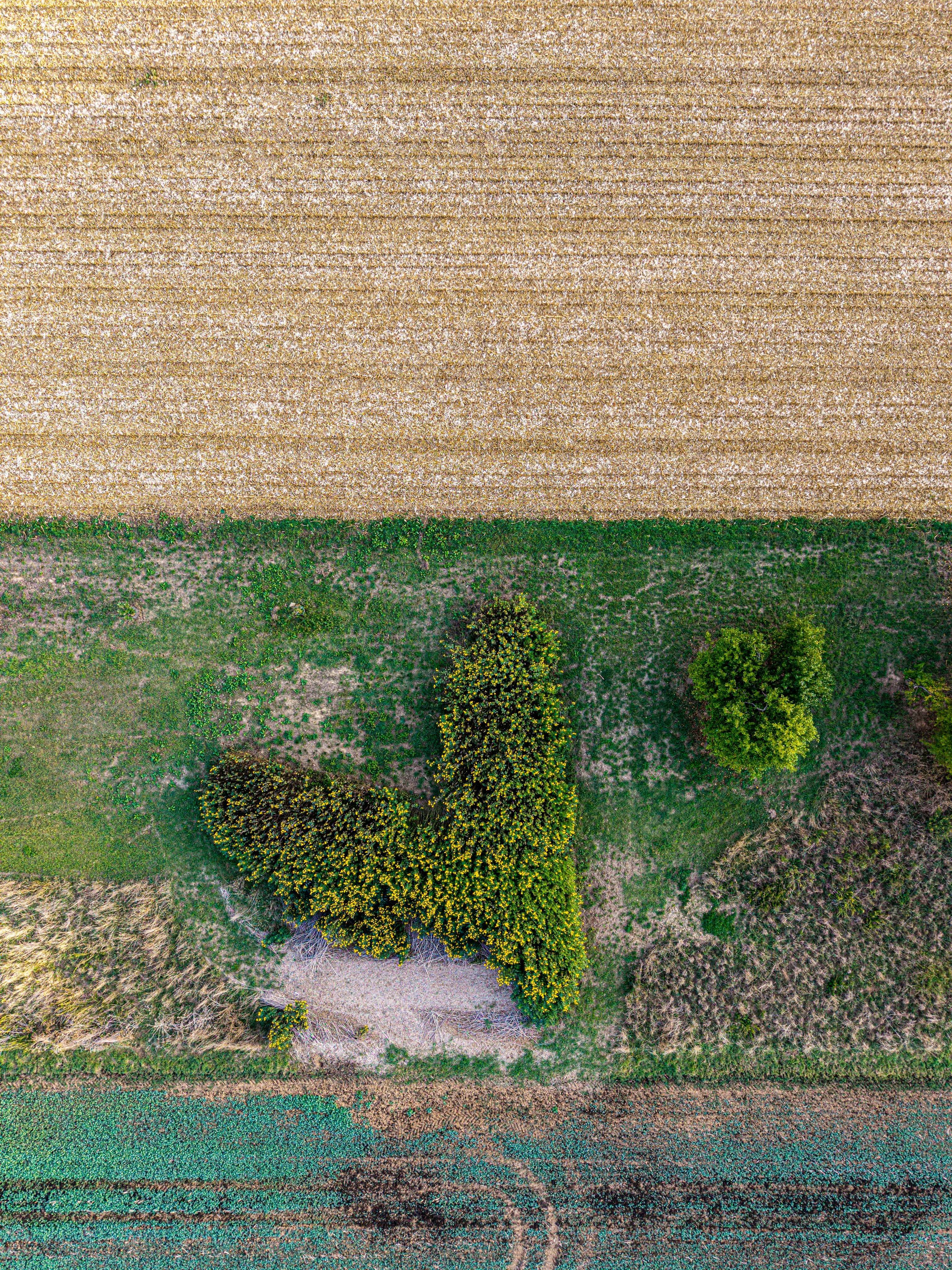 An aerial view of a V-shaped flowering shrub in a green field