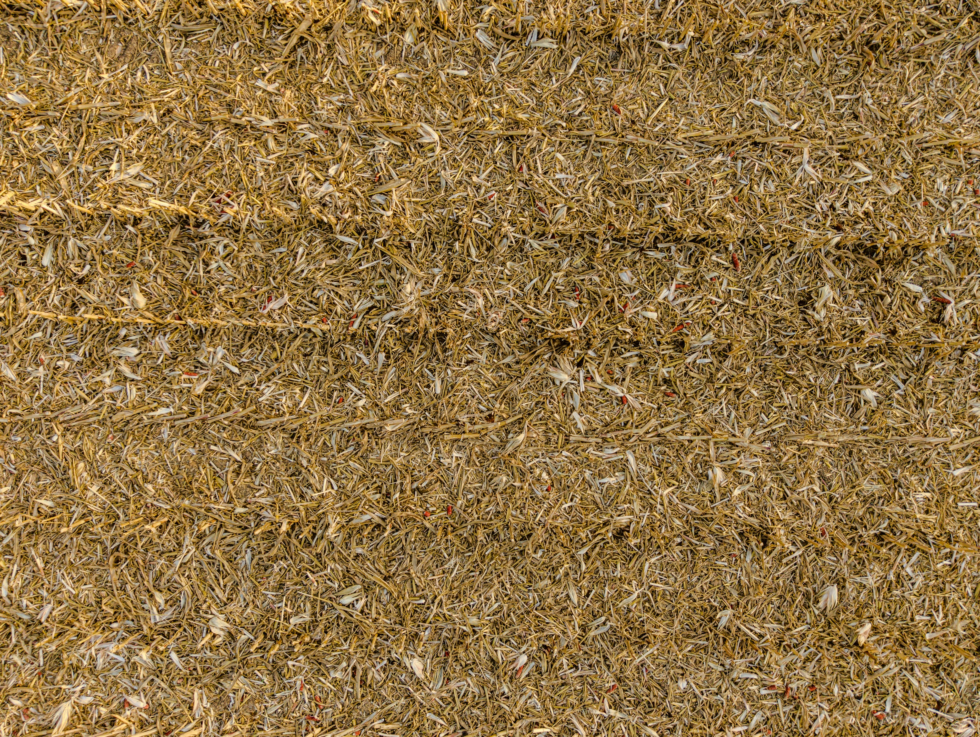 Trockene goldene Strohtextur