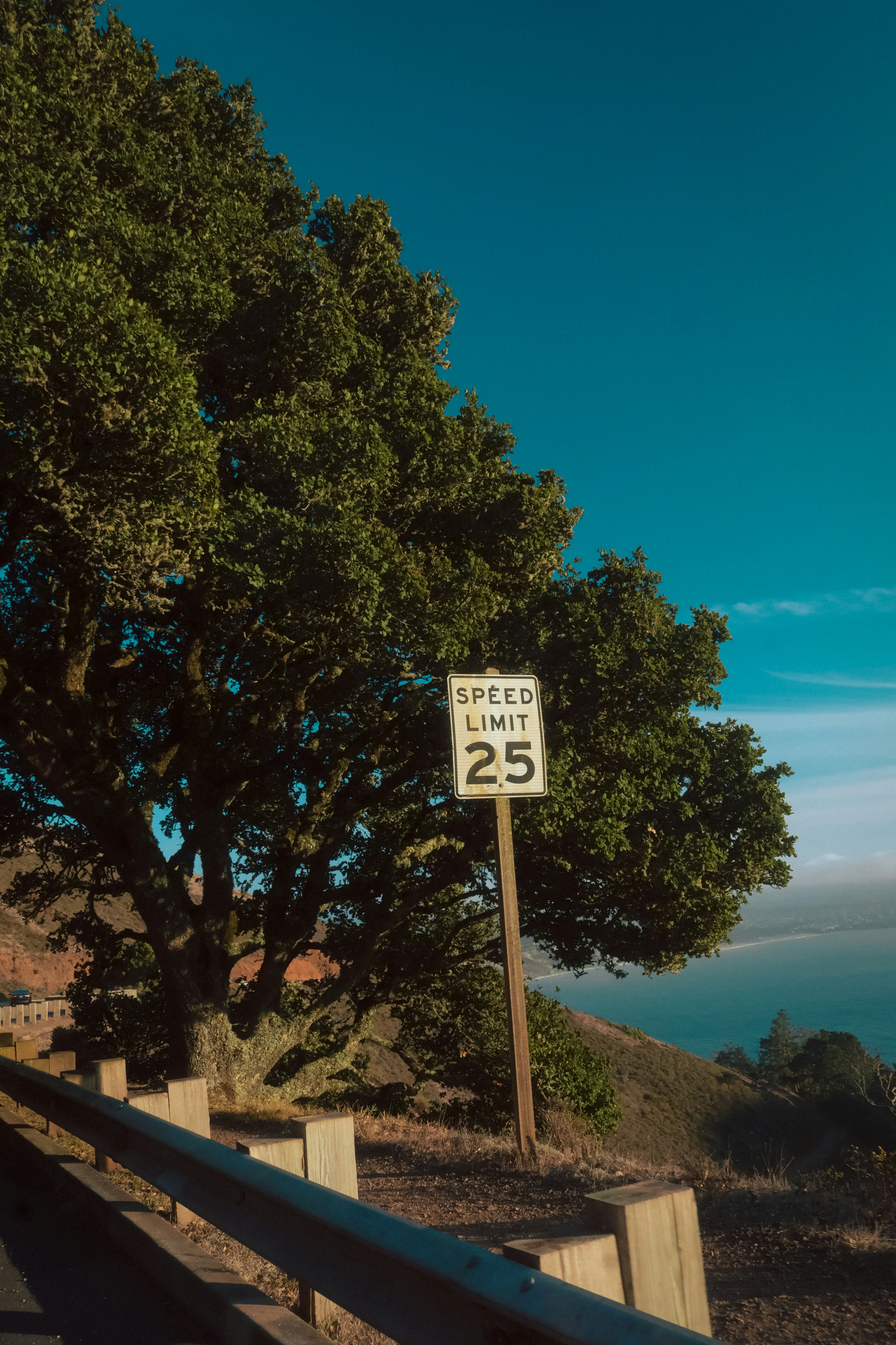 A speed limit 25 sign beside a large tree overlooking the ocean