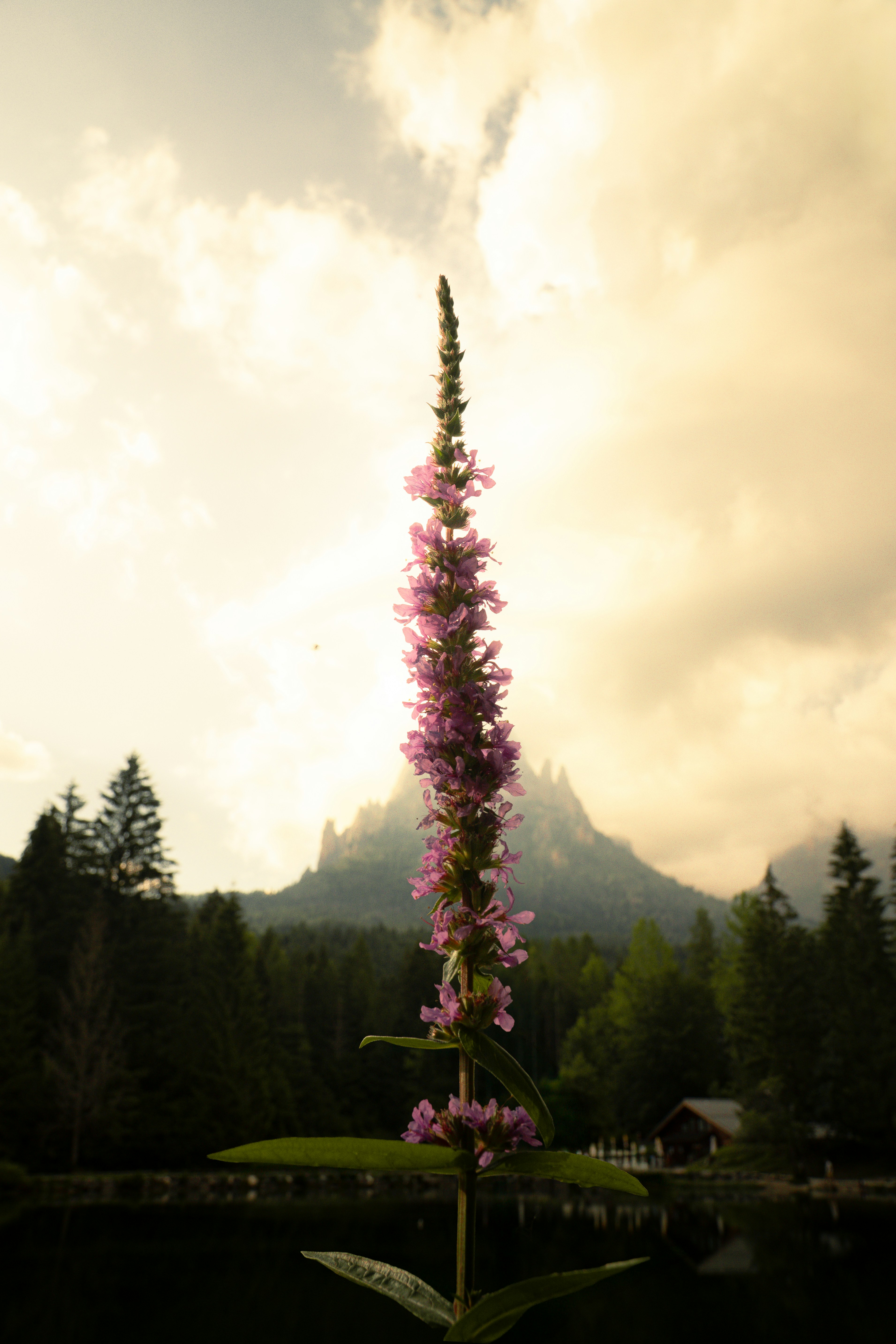 A purple loosestrife flower against a backdrop of mountains and a cloudy sky
