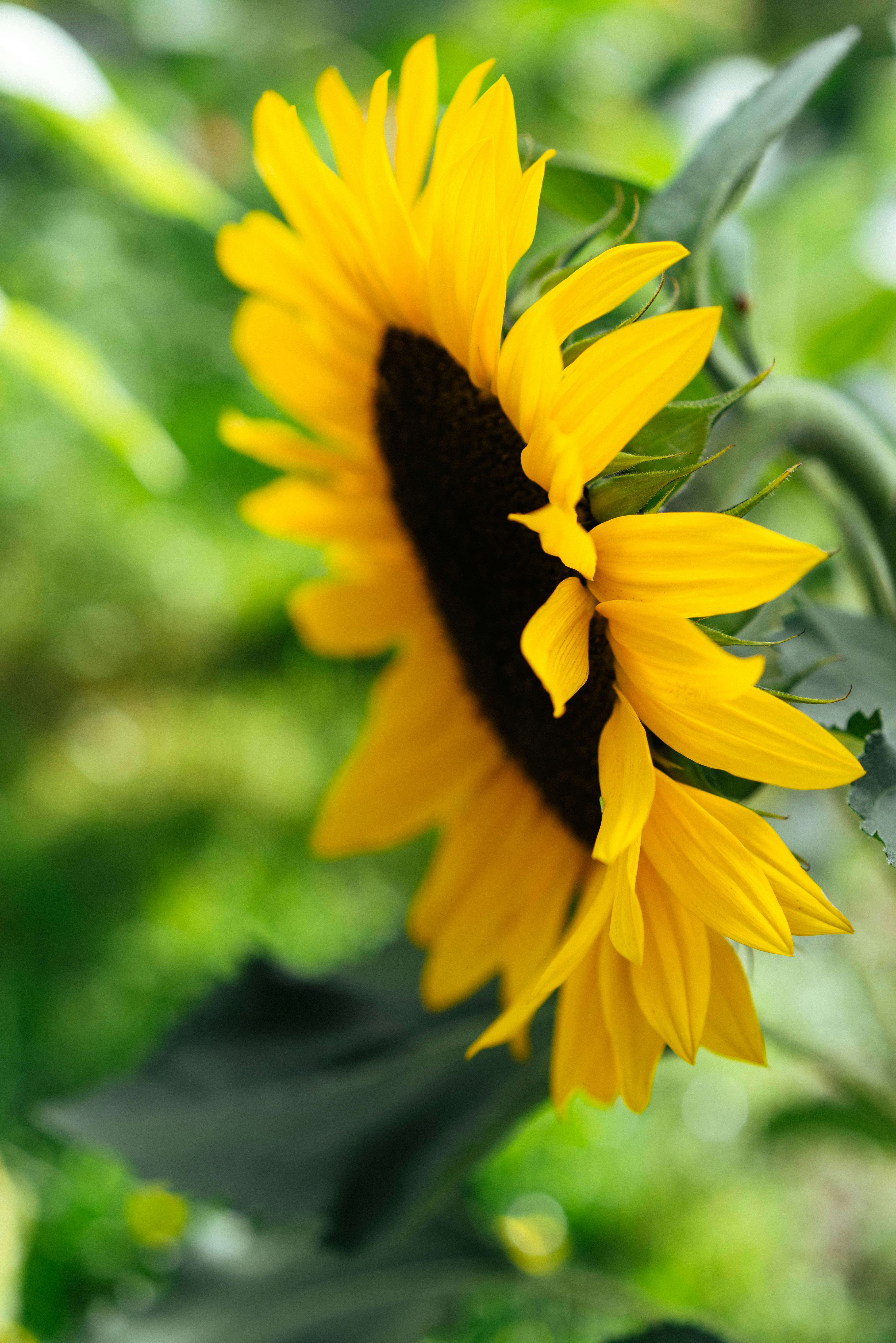 A bright yellow sunflower in profile against a soft green blurred background