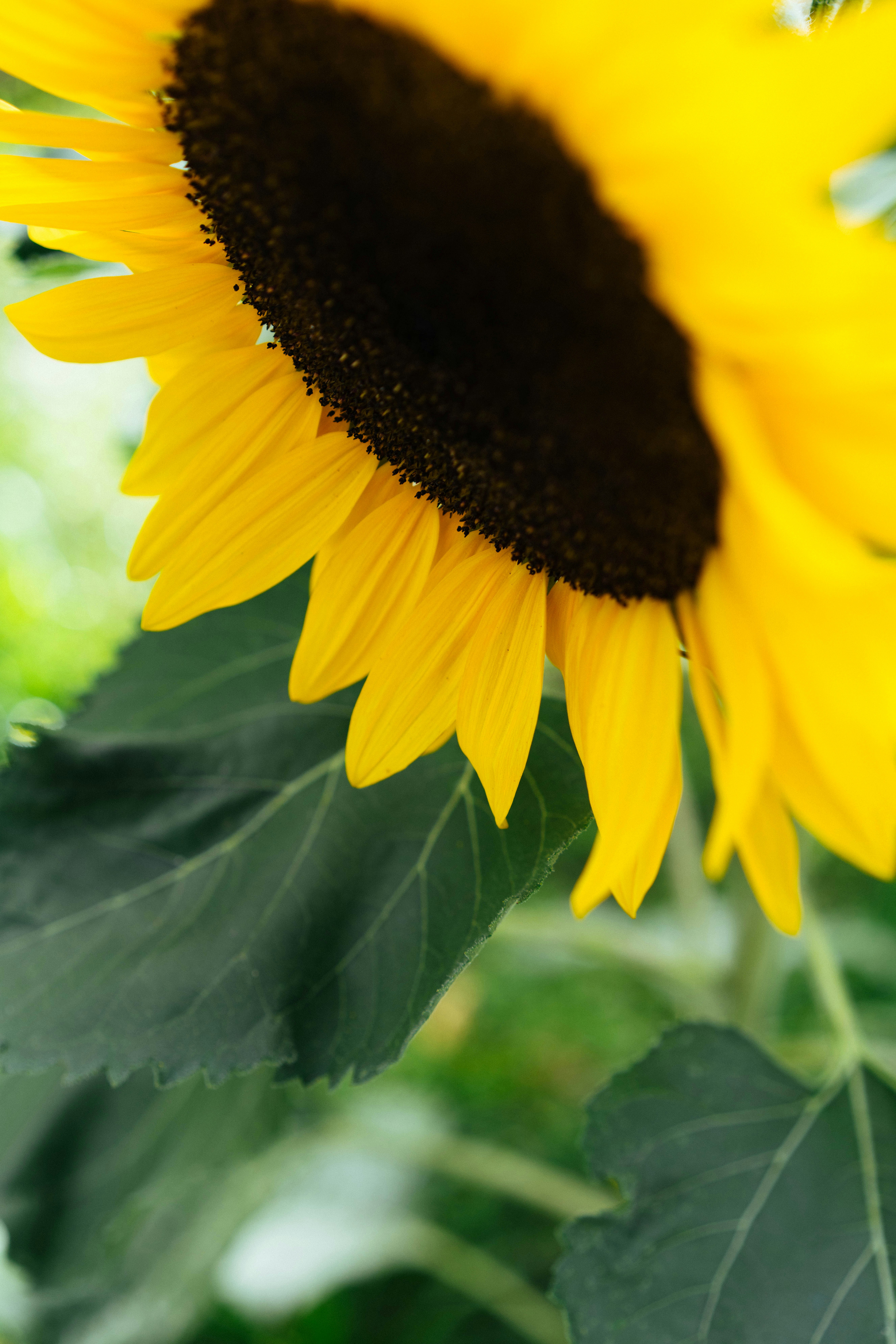 A bright yellow sunflower head with a dark center and large green leaves