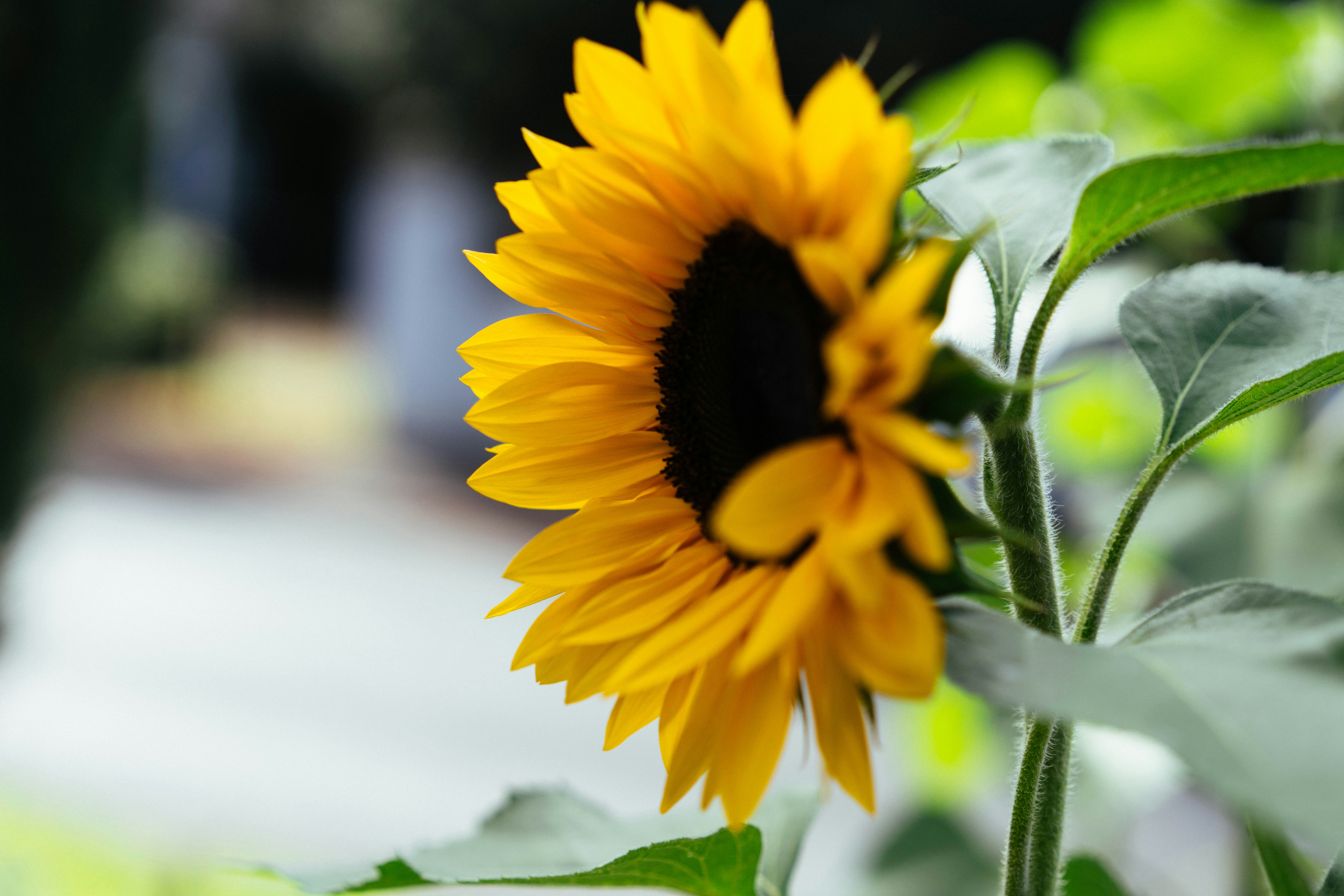 A bright yellow sunflower in profile against a soft blurred green background