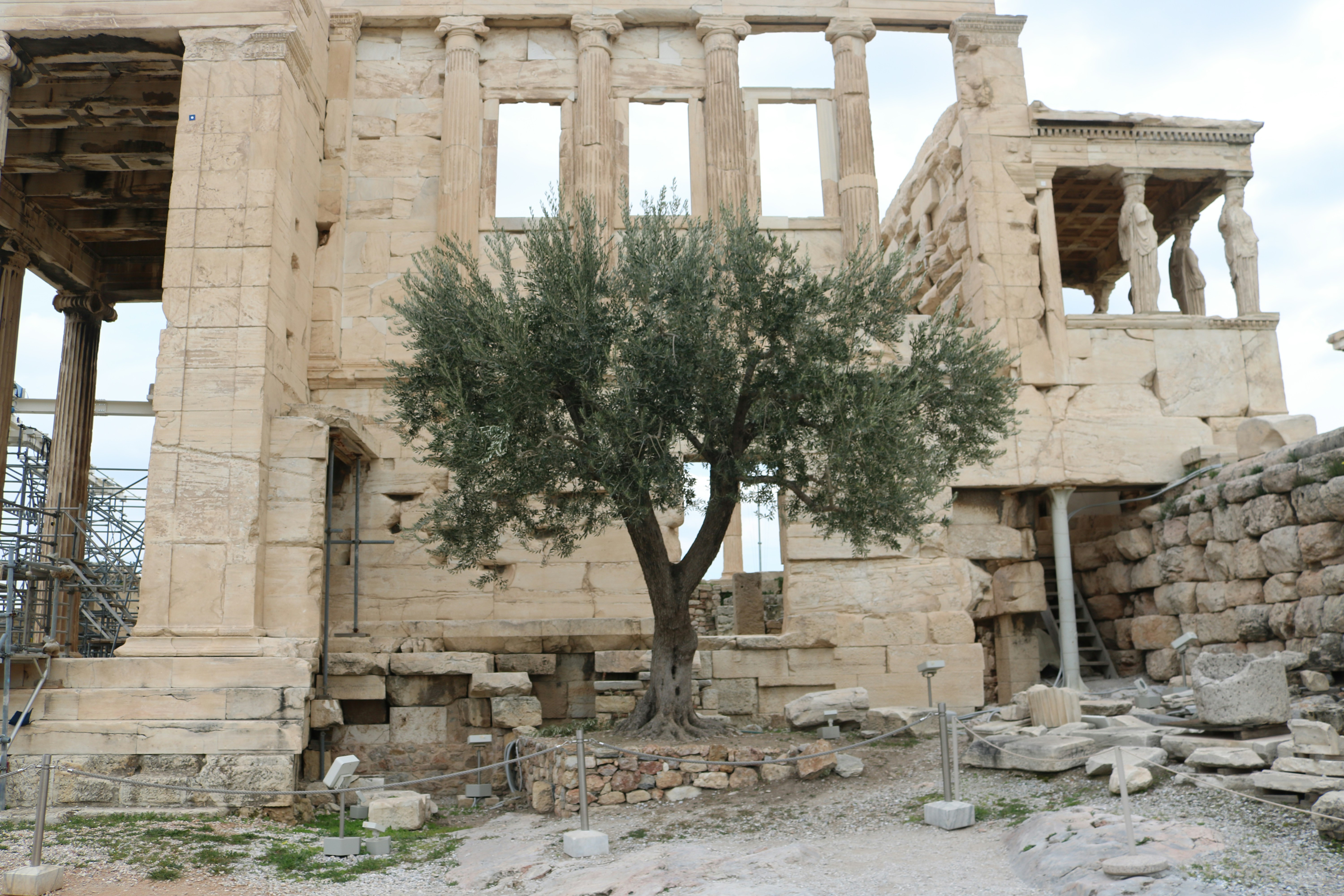 An olive tree in front of the ancient Erechtheion temple on the Acropolis in Athens