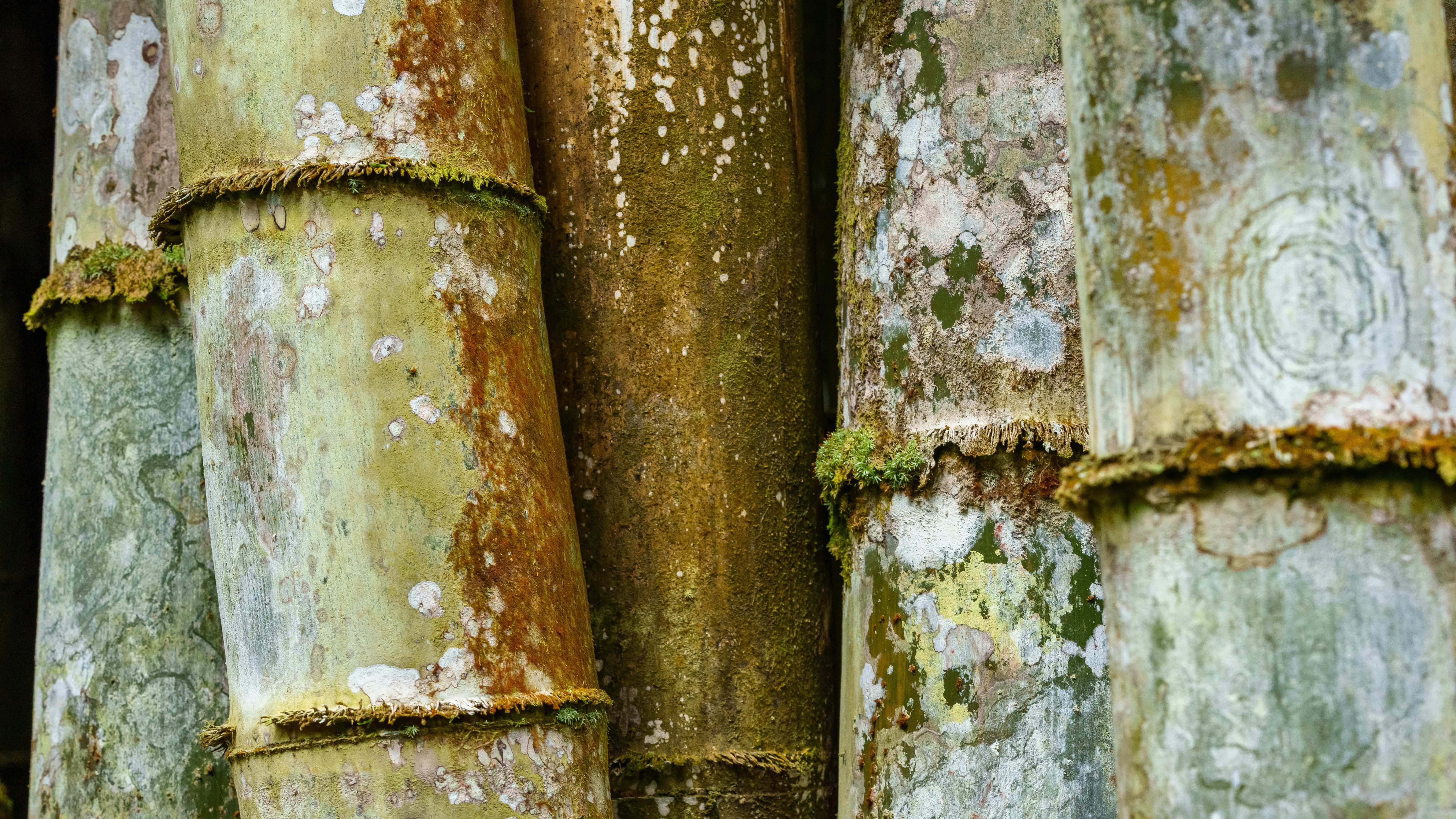 David Lanista (@david_lanista) | Unsplash Photo Community