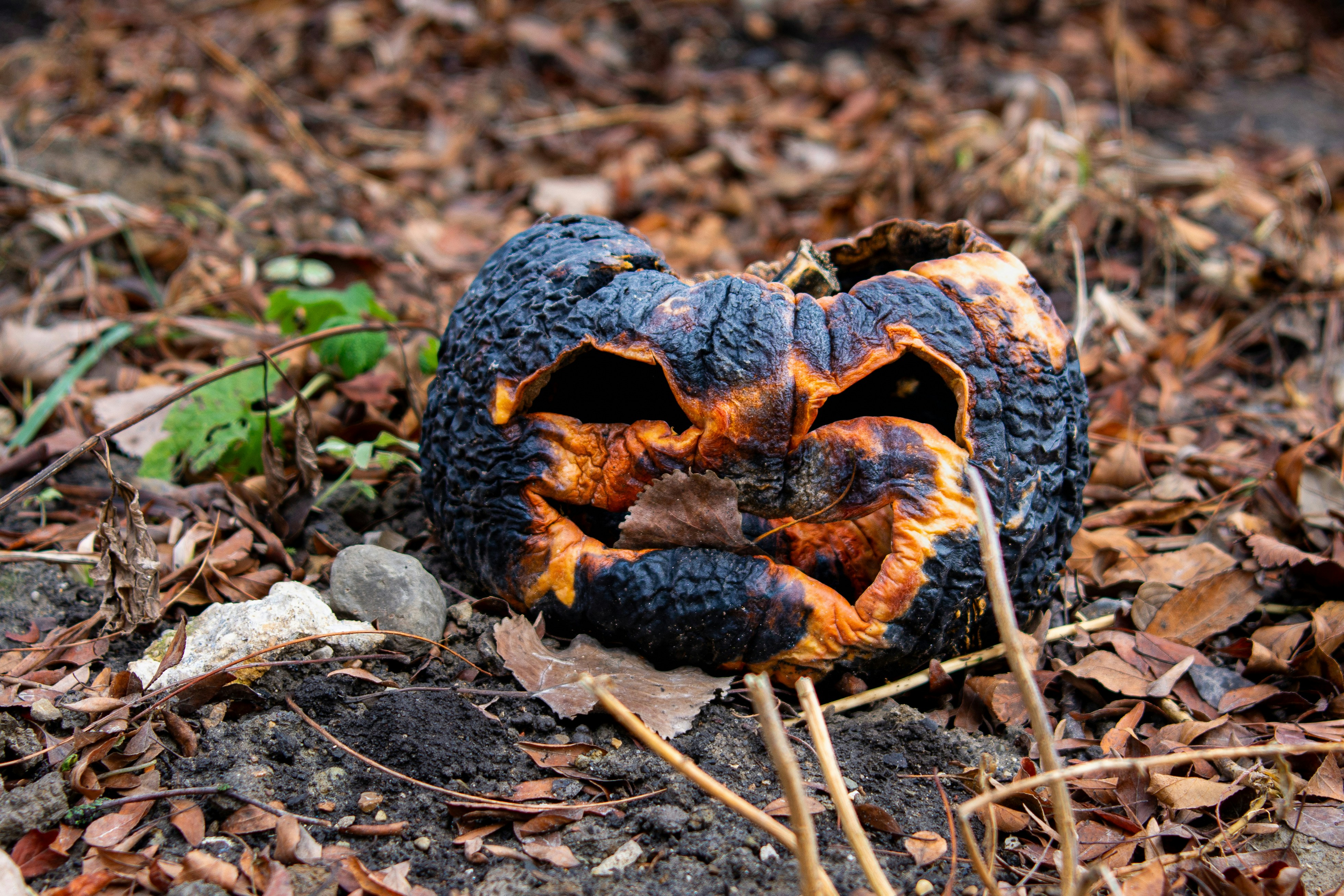 Une citrouille-lanterne ratatinée et en décomposition sur un sol sombre recouvert de feuilles sèches d’automne