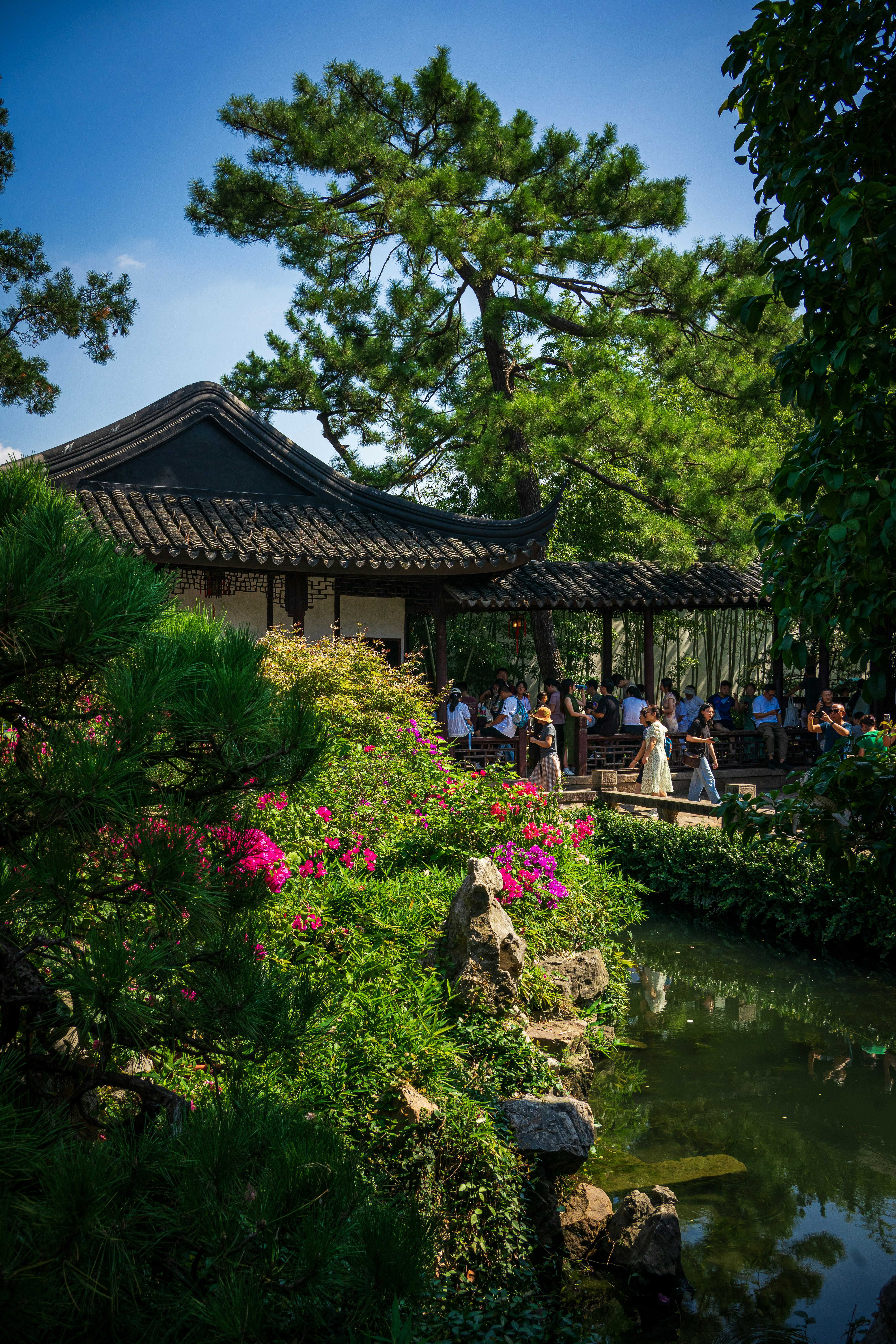People walking along a covered walkway in a traditional Chinese garden with pine trees