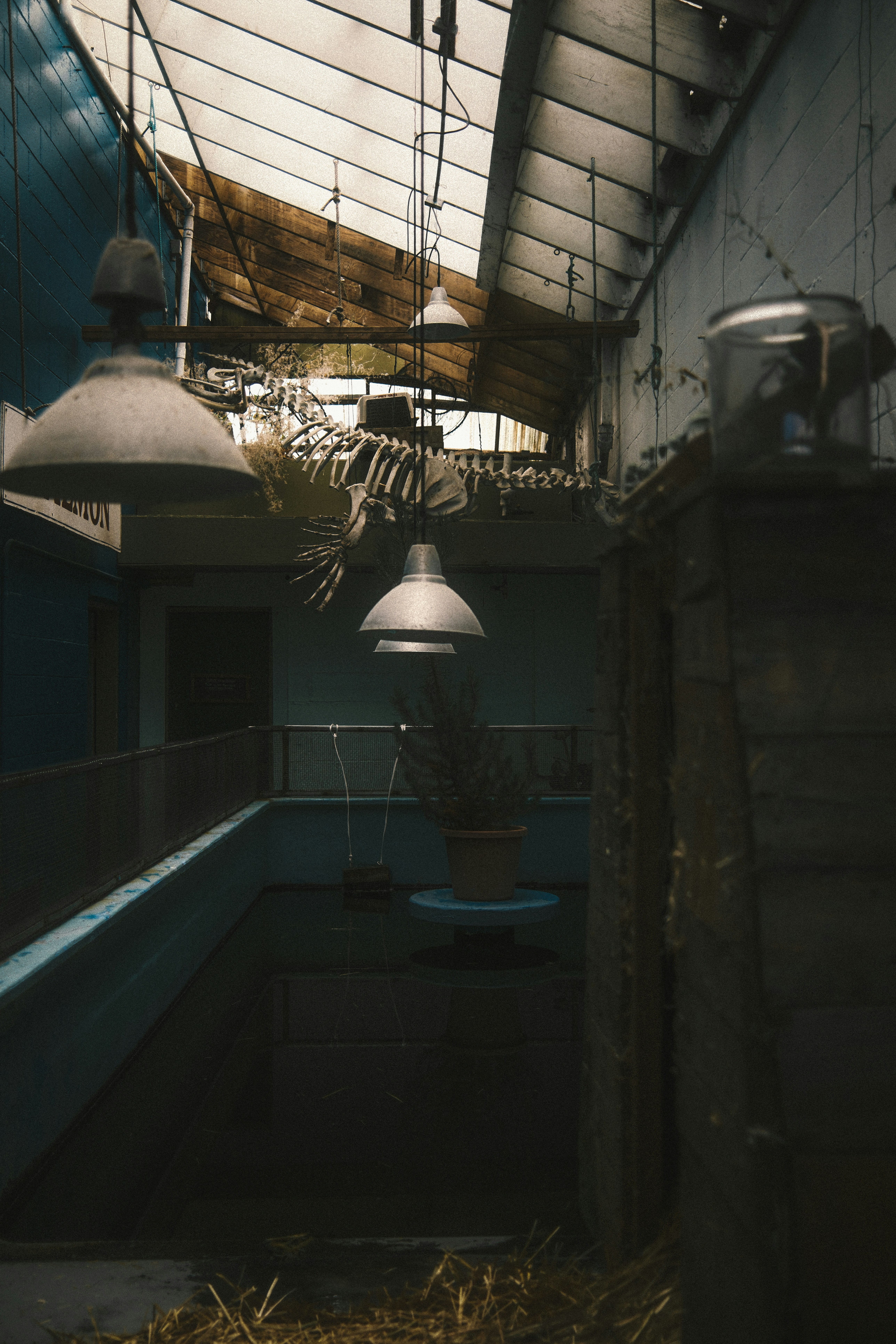 Animal skeleton above industrial pool - Free Photo on Unsplash