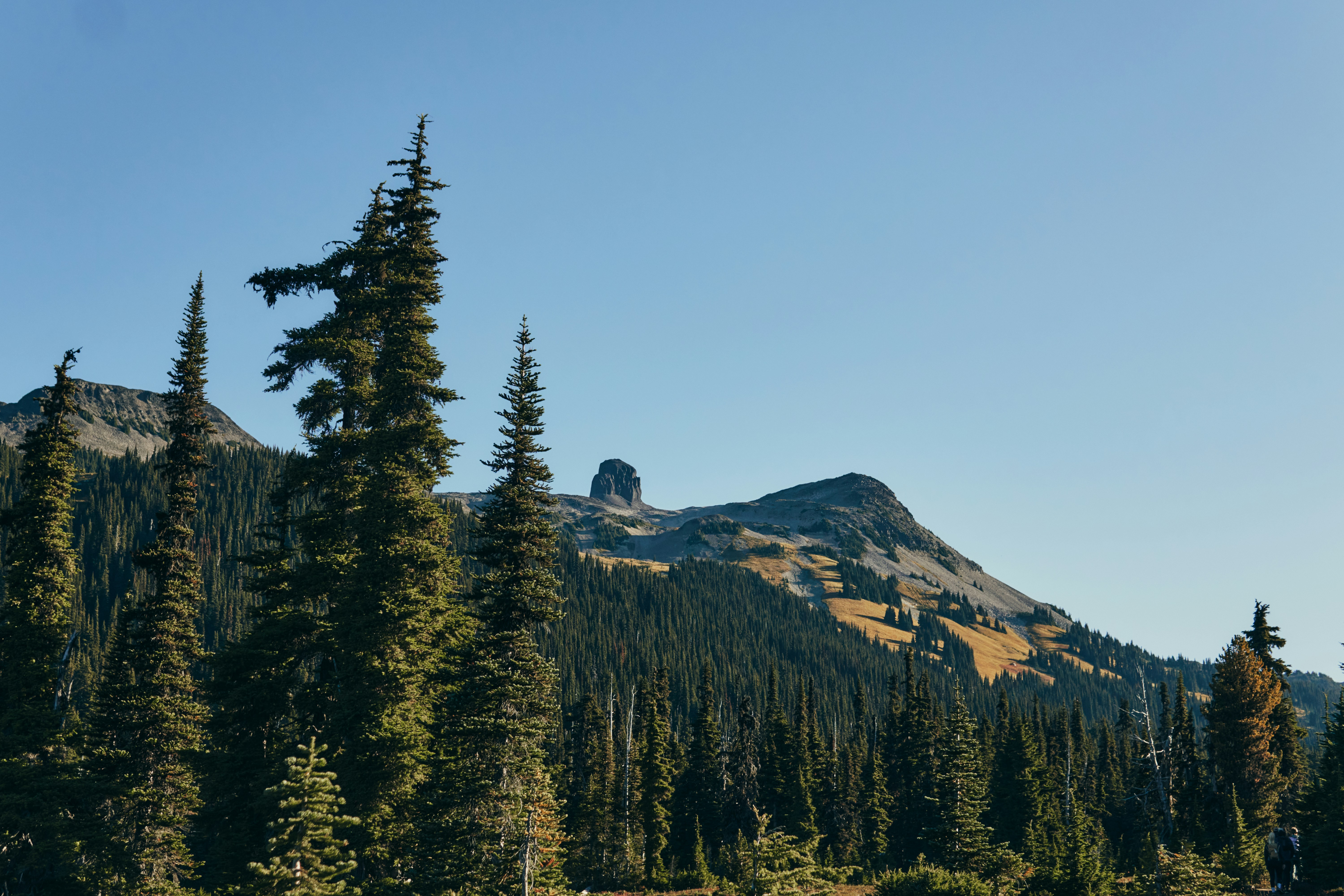 Tall evergreen trees in the foreground of a mountain landscape under a clear sky