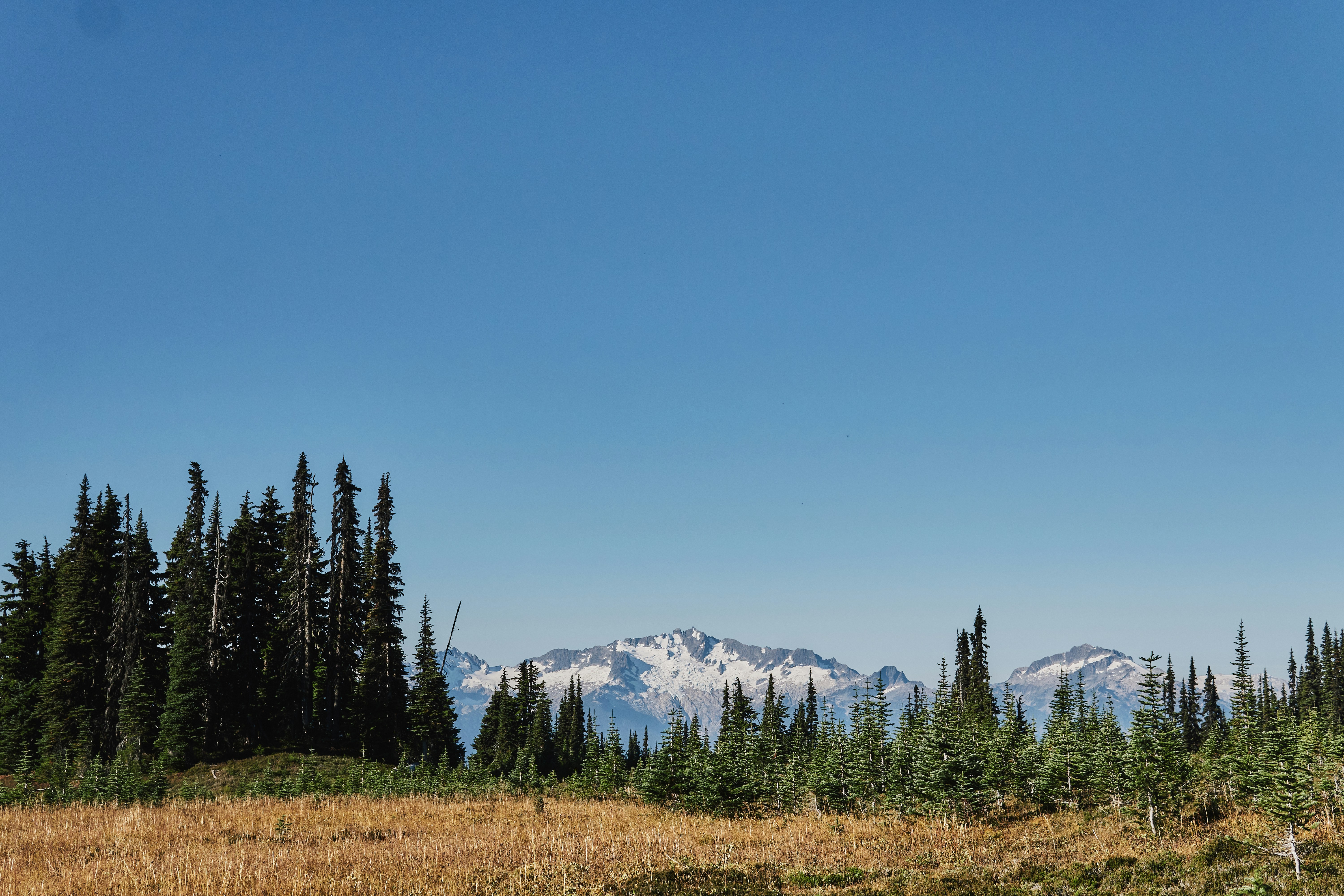 Coniferous trees in a meadow before distant snow-capped mountain peaks under a clear sky