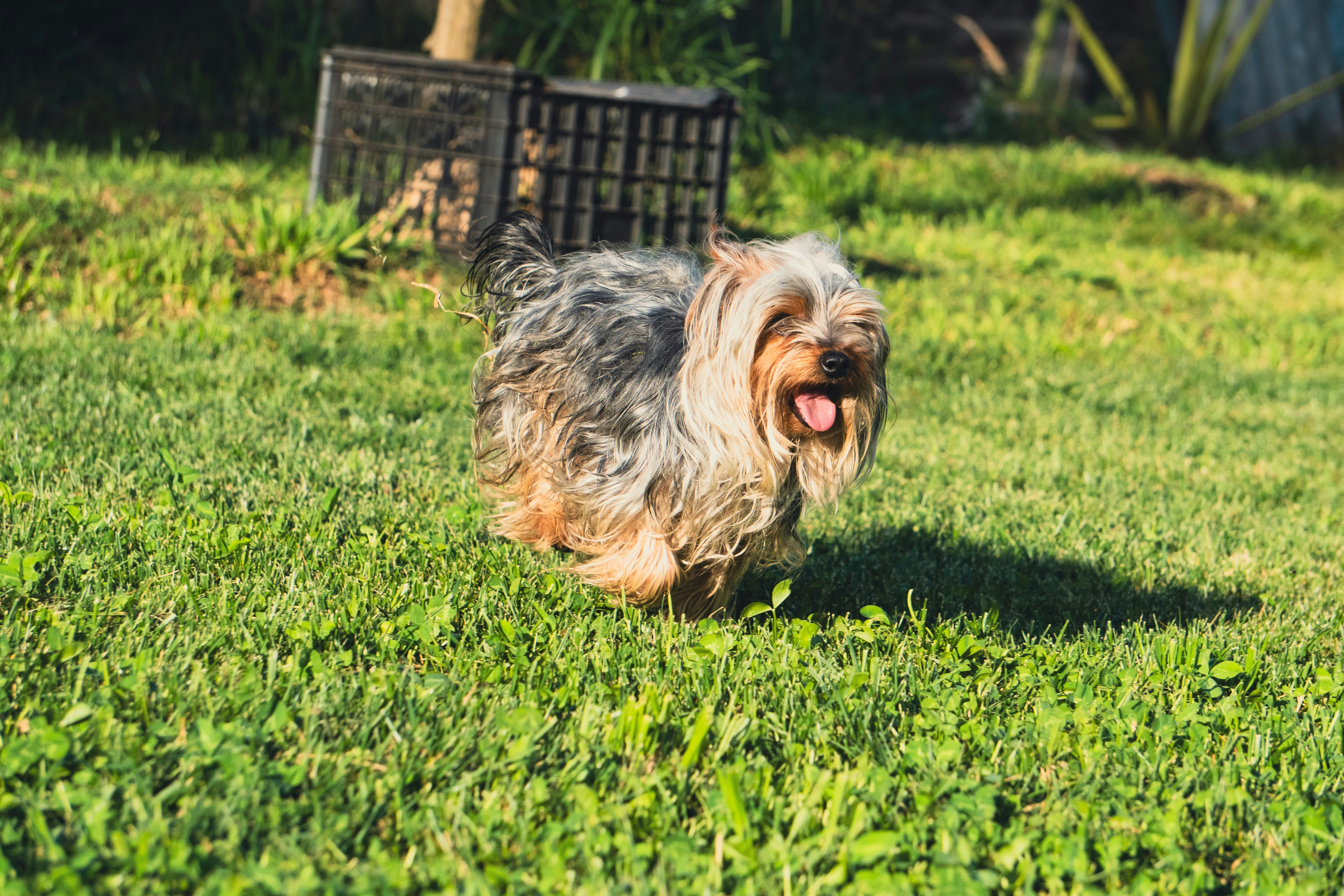 Yorkshire terrier running across a lawn