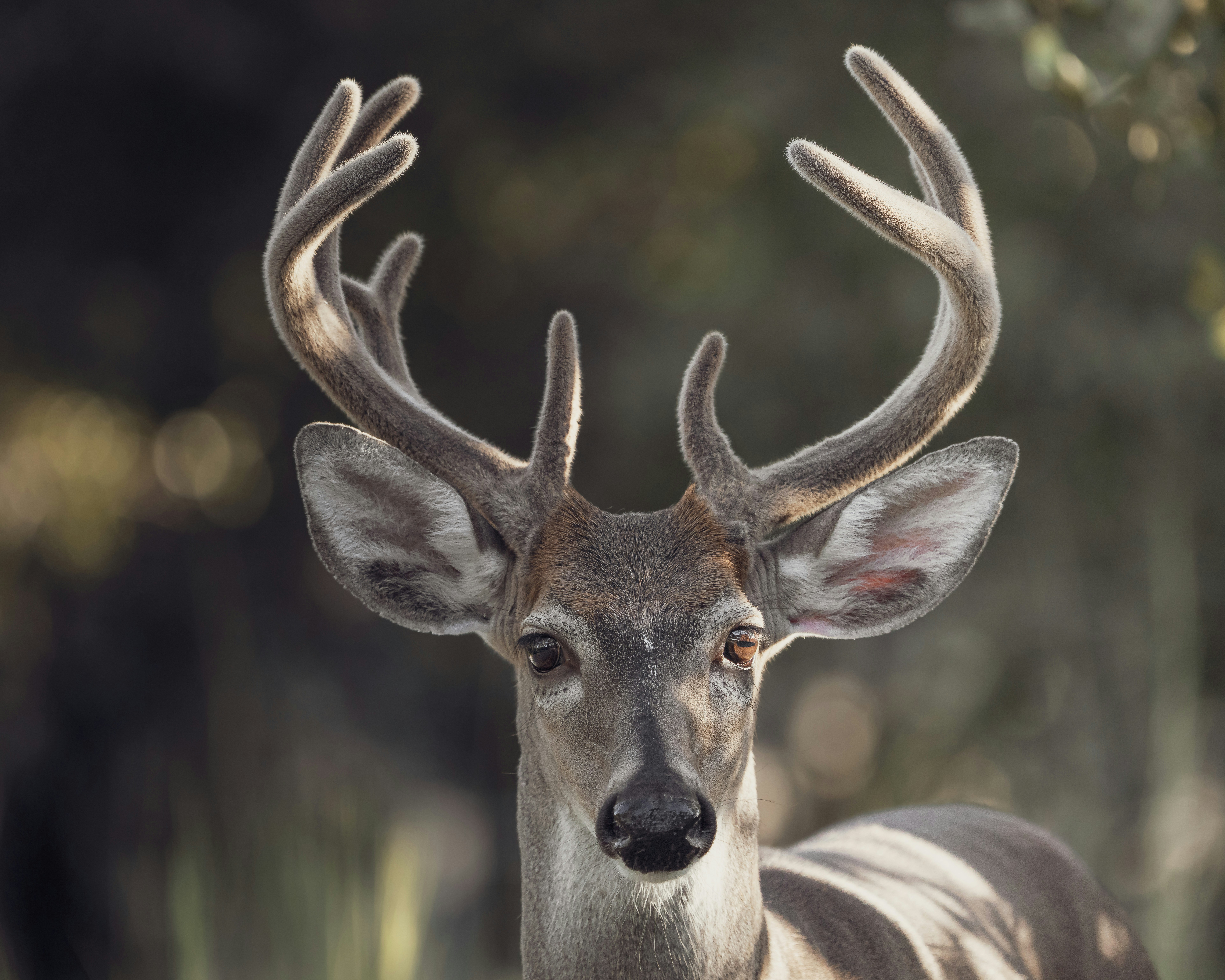 Natural ecosystems and biodiversity preservation
