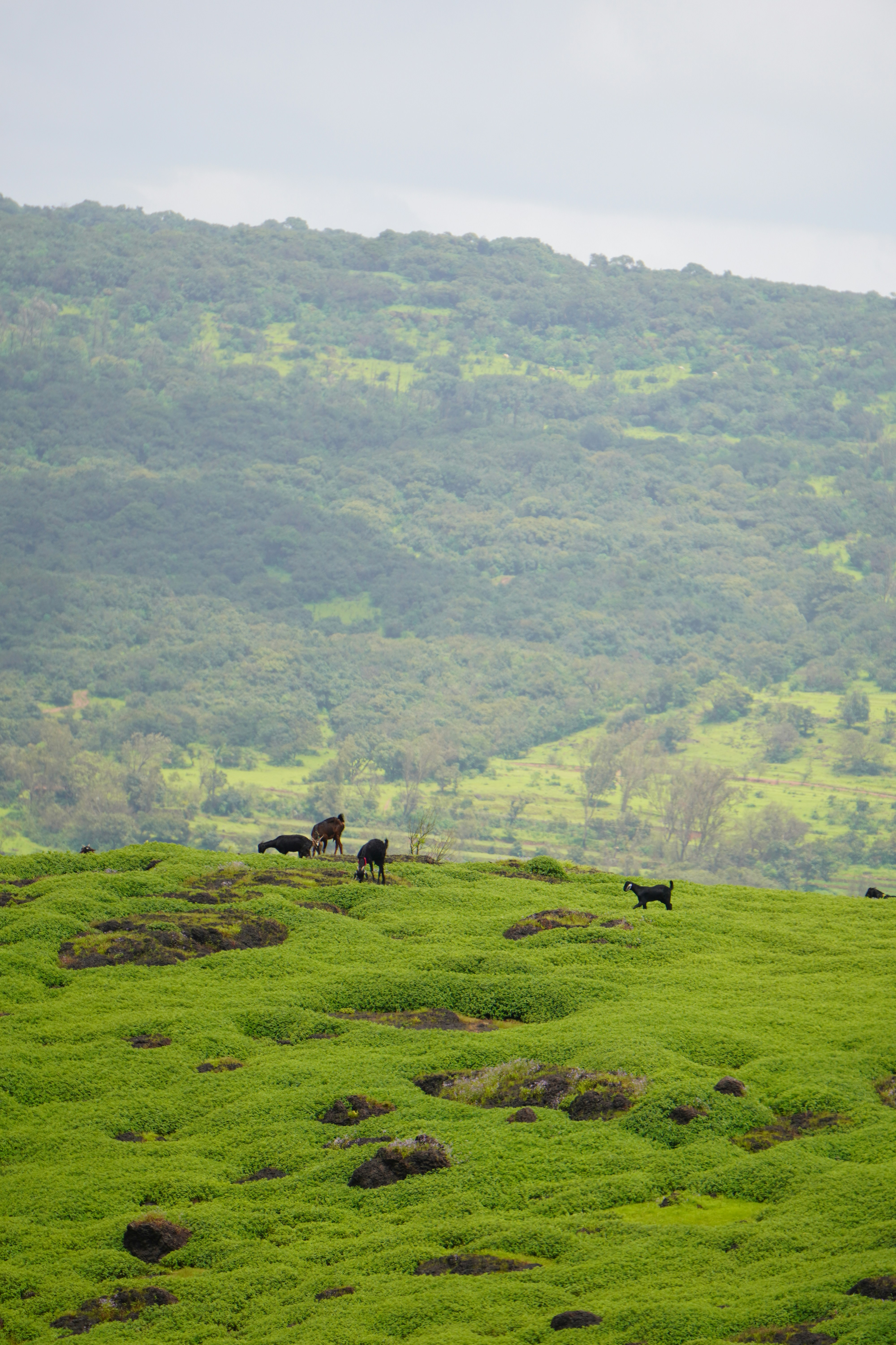 Black goats grazing on a vibrant green hillside with a forested mountain background