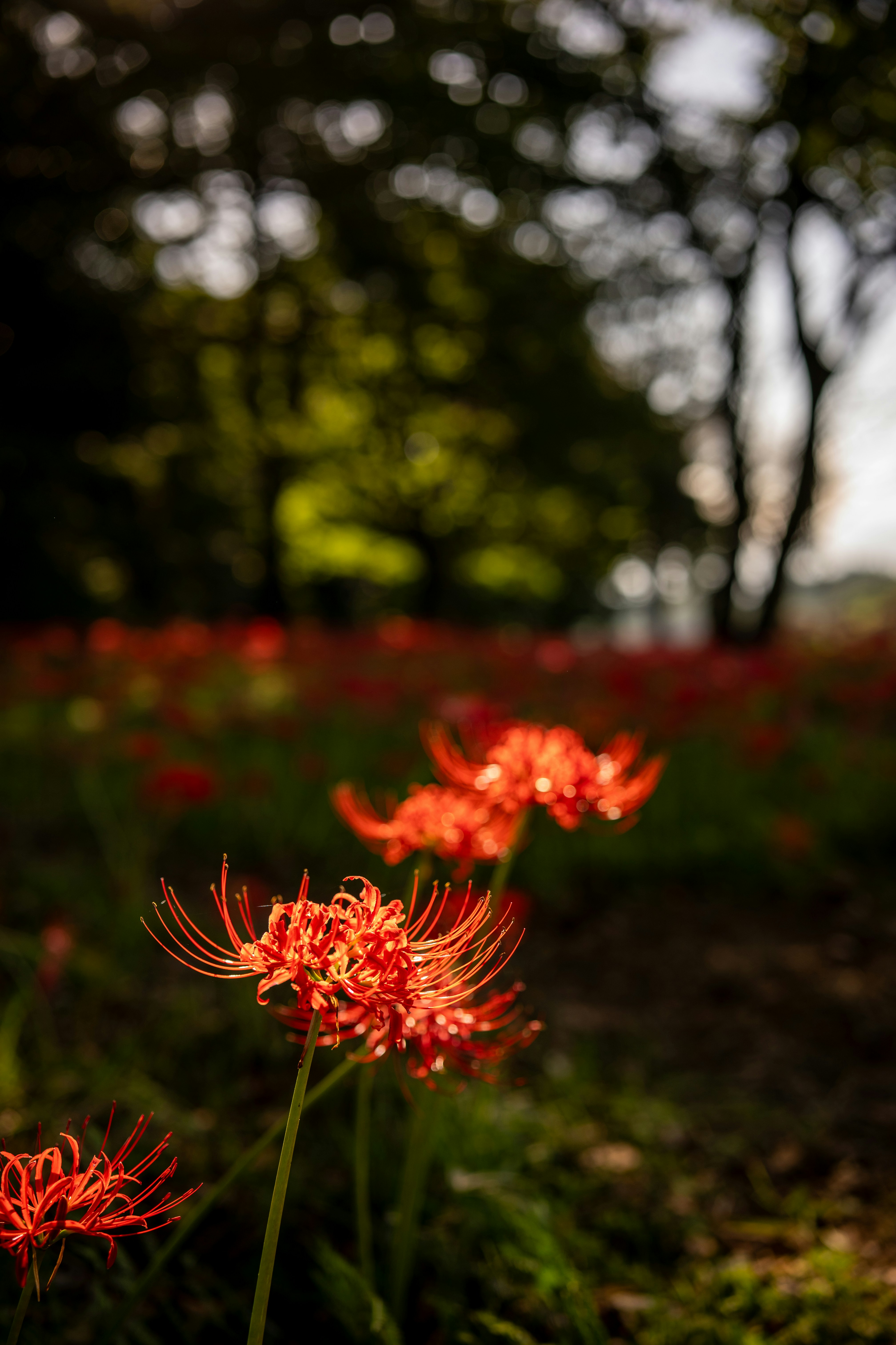 Red spider lilies in field - Free Photo on Unsplash