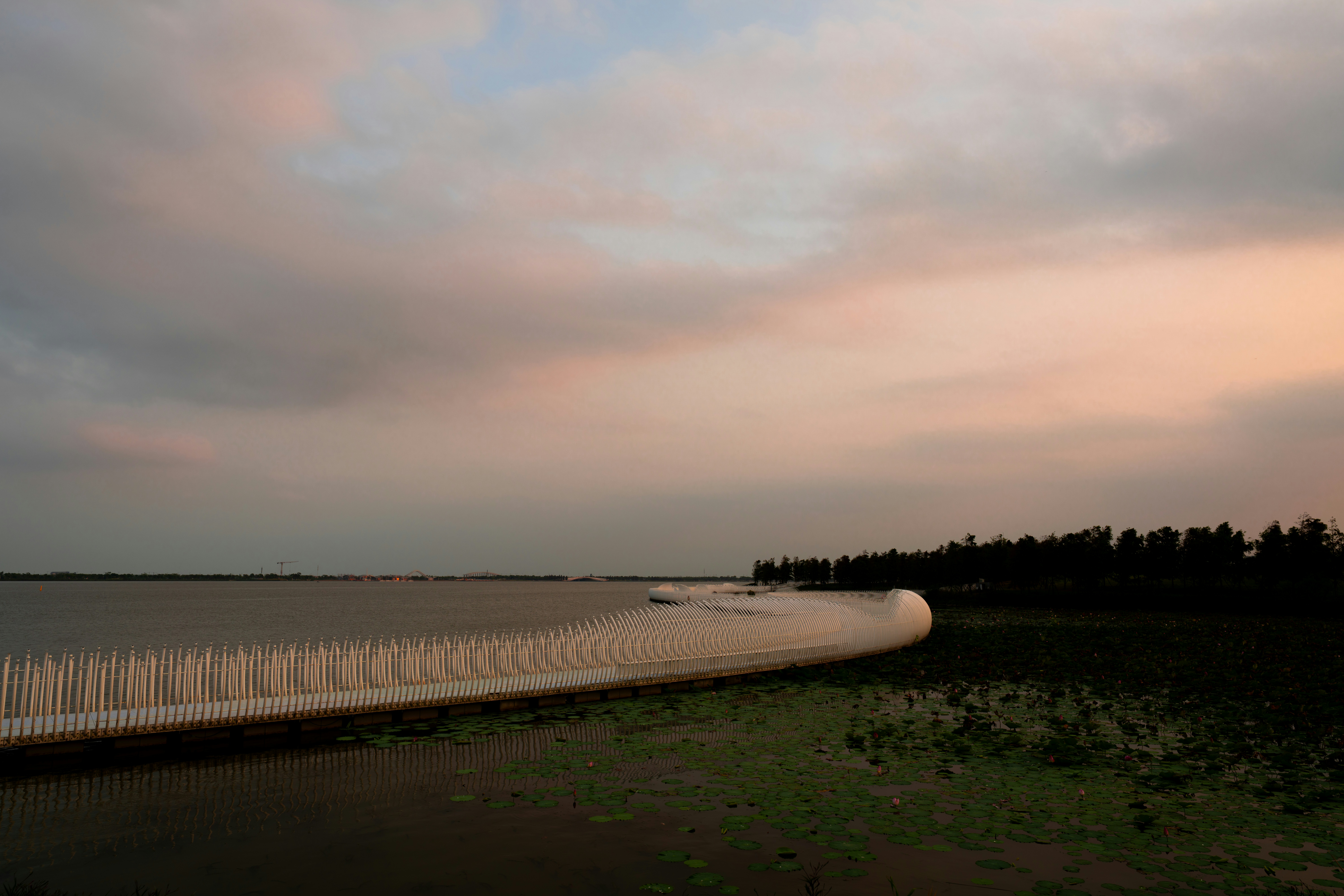 Un largo puente blanco y curvo sobre un lago con nenúfares al anochecer