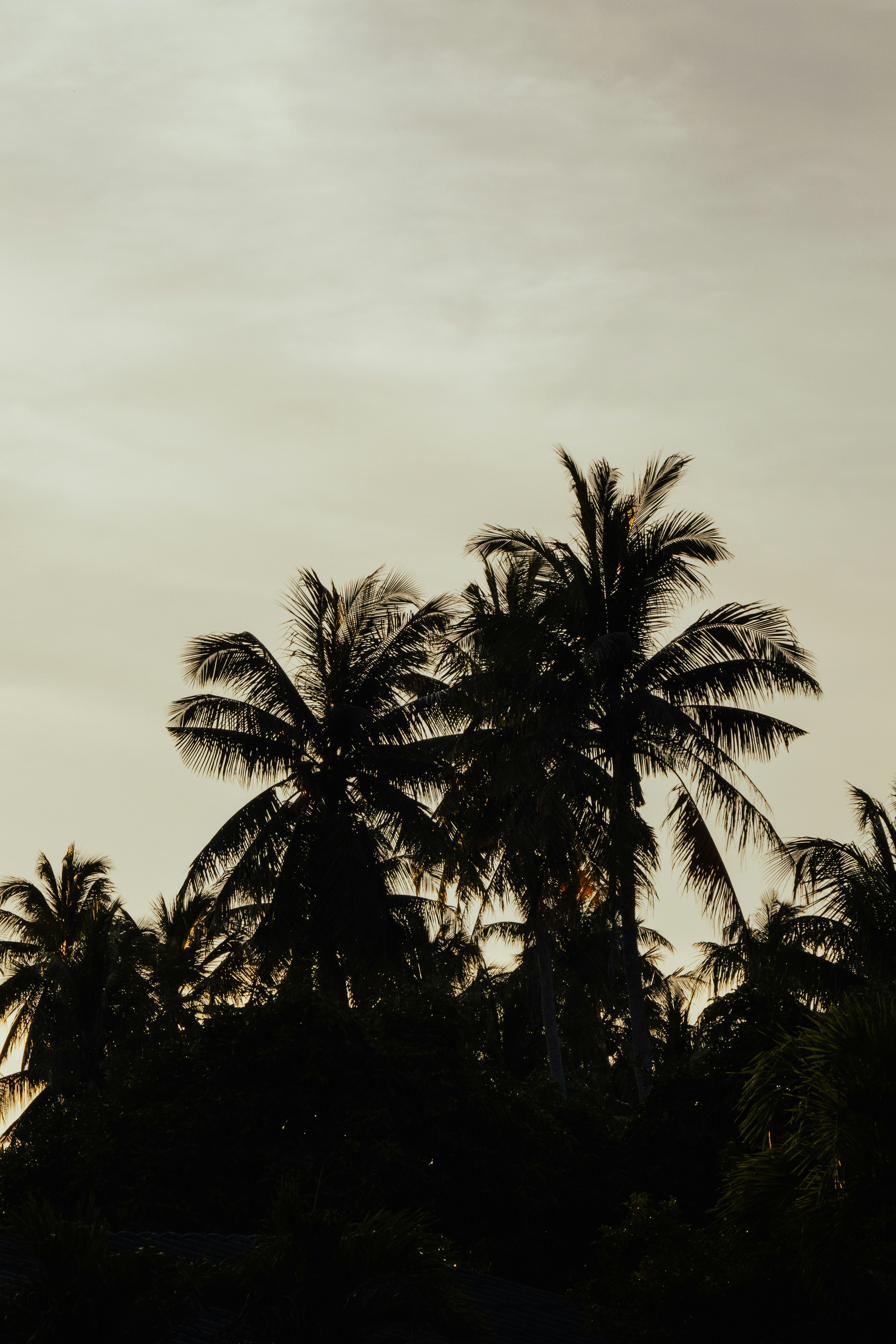 Palm trees in silhouette against an overcast sky at twilight - 相关推荐