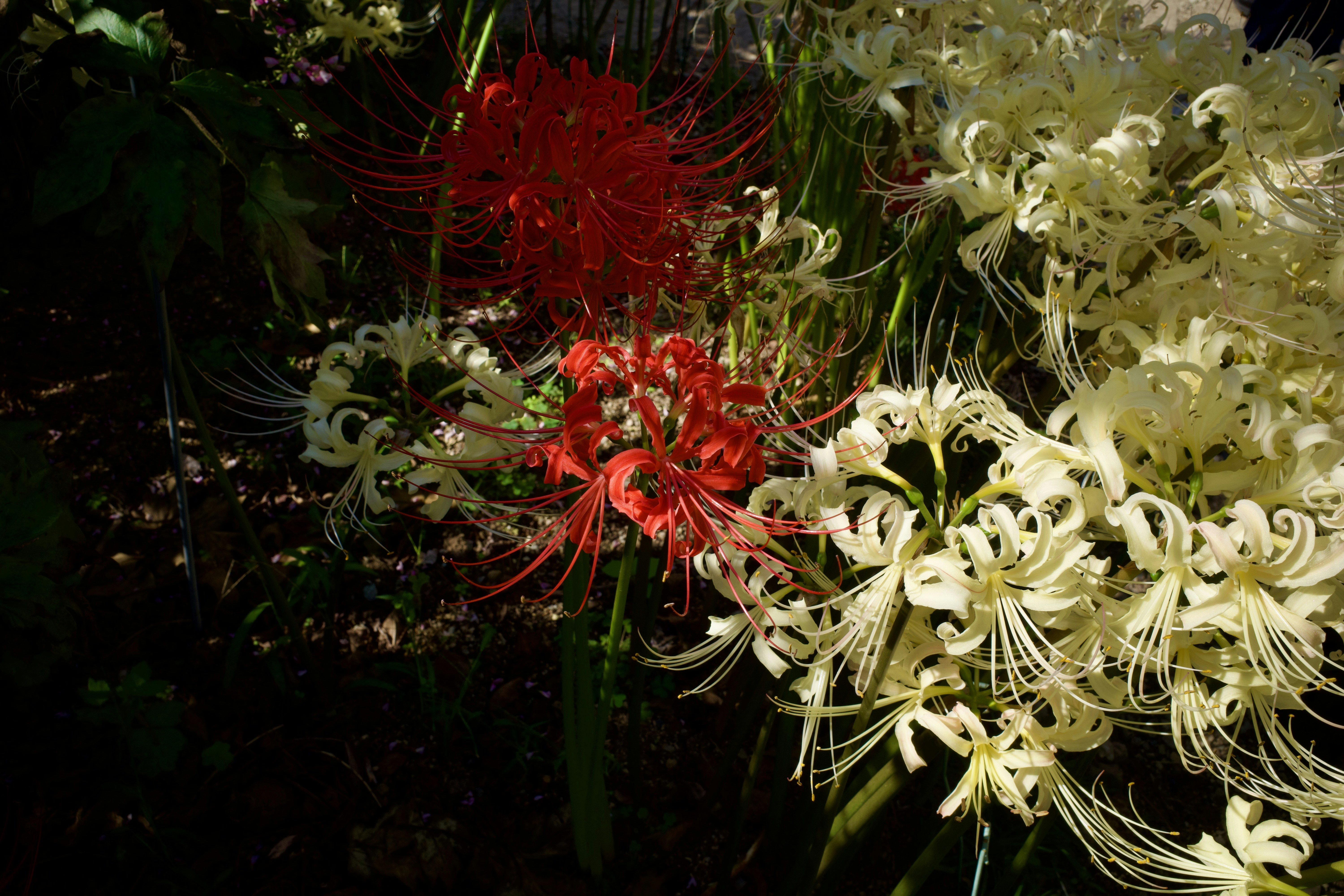 Lirios araña rojos y blancos floreciendo en un jardín con sombras oscuras