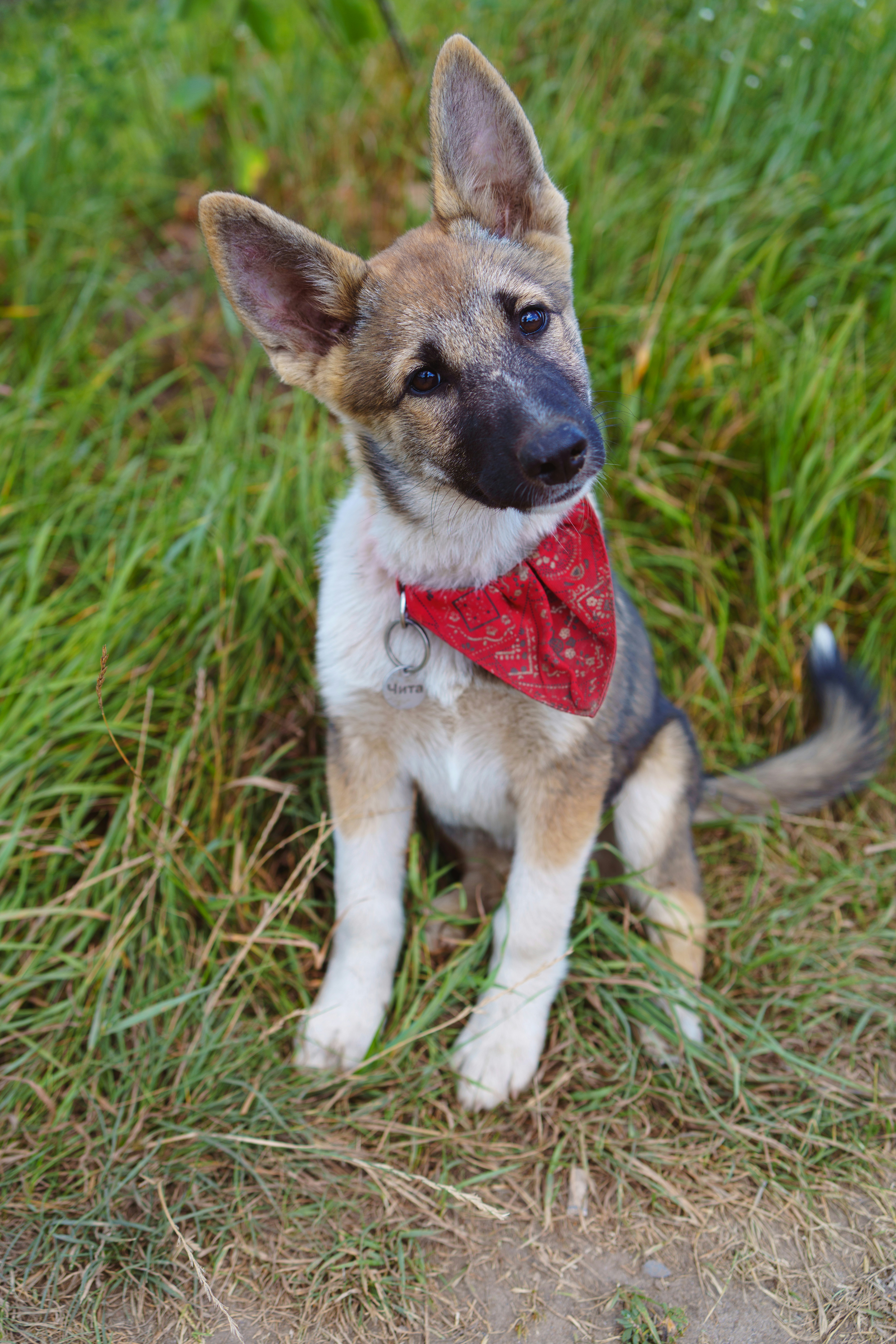 Ein gebräunter und schwarzer Welpe mit einem roten Bandana in grünem Gras