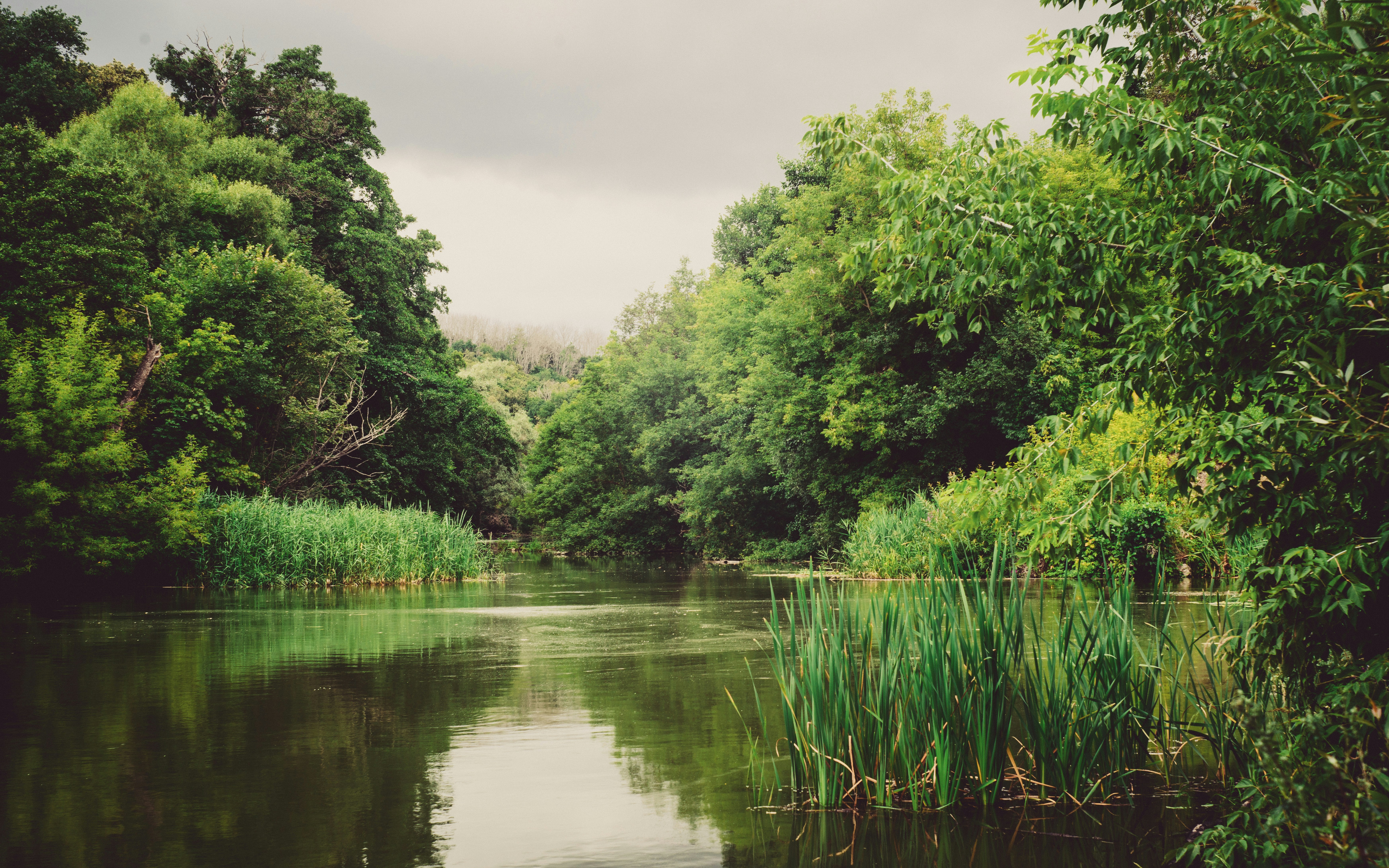 Ein ruhiger Fluss, der durch einen dichten Wald mit hohen grünen Schilfrohren fließt
