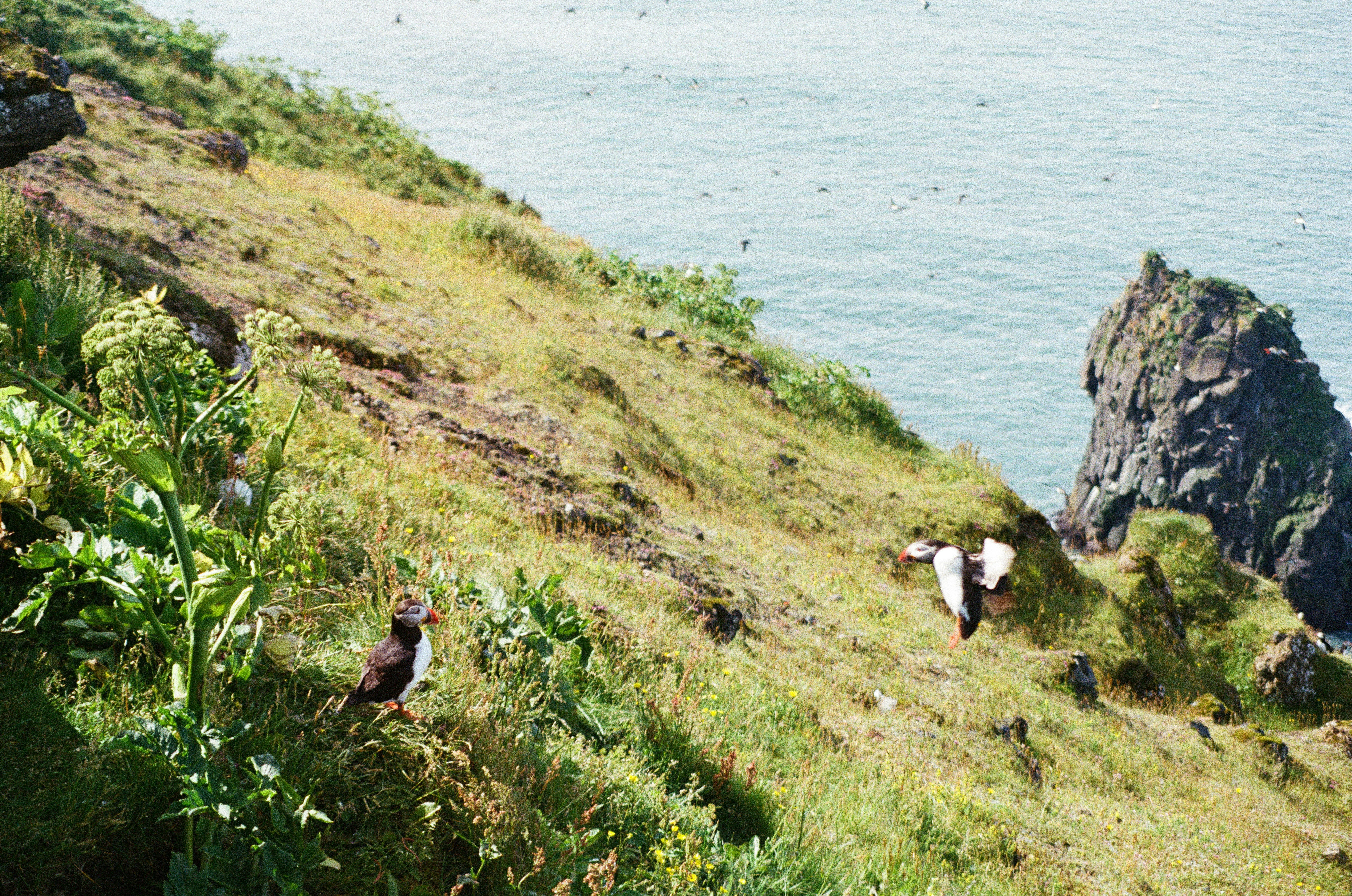 Two puffins on a grassy coastal cliff above the ocean
