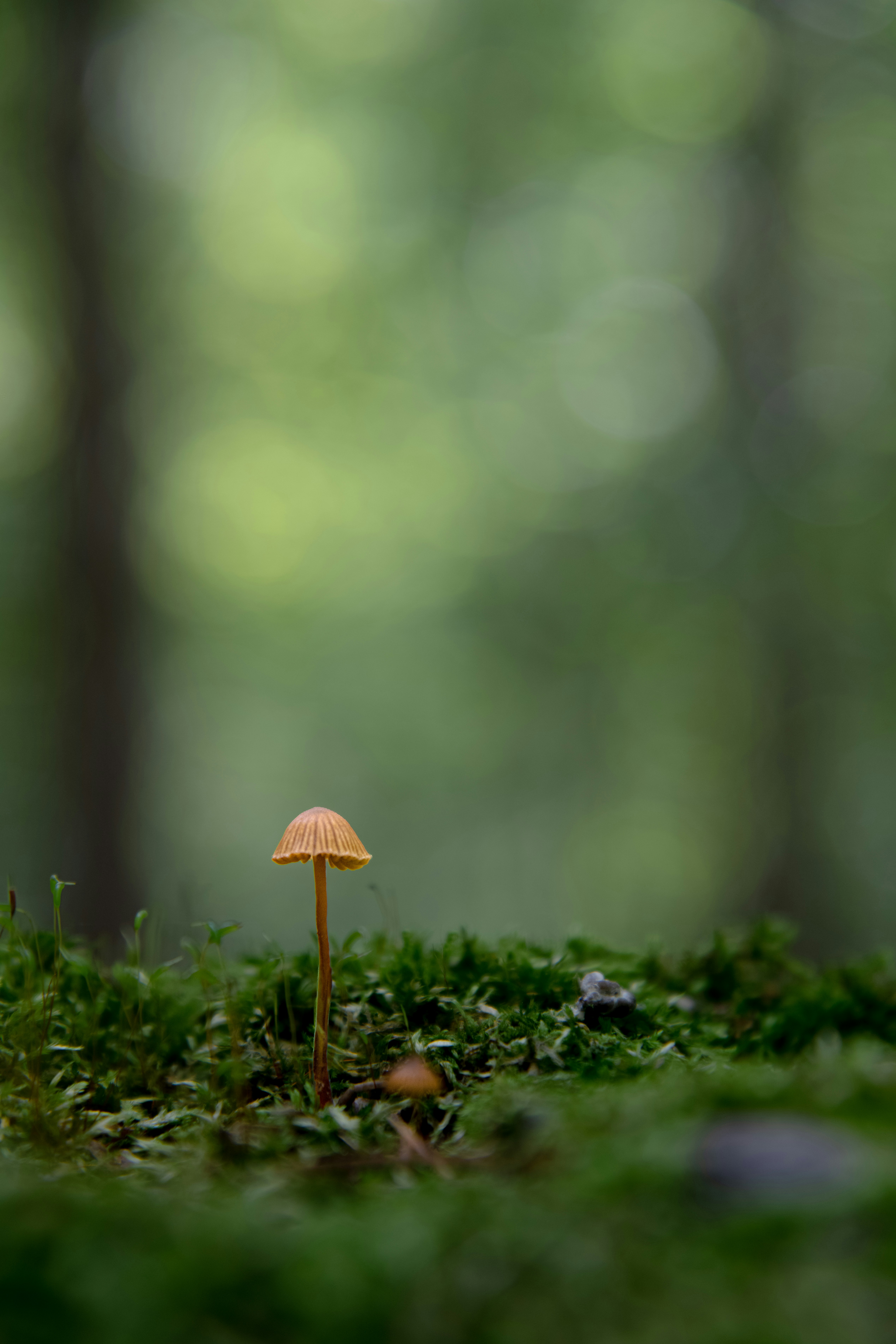 Um pequeno cogumelo marrom crescendo de um pedaço de musgo verde em uma floresta