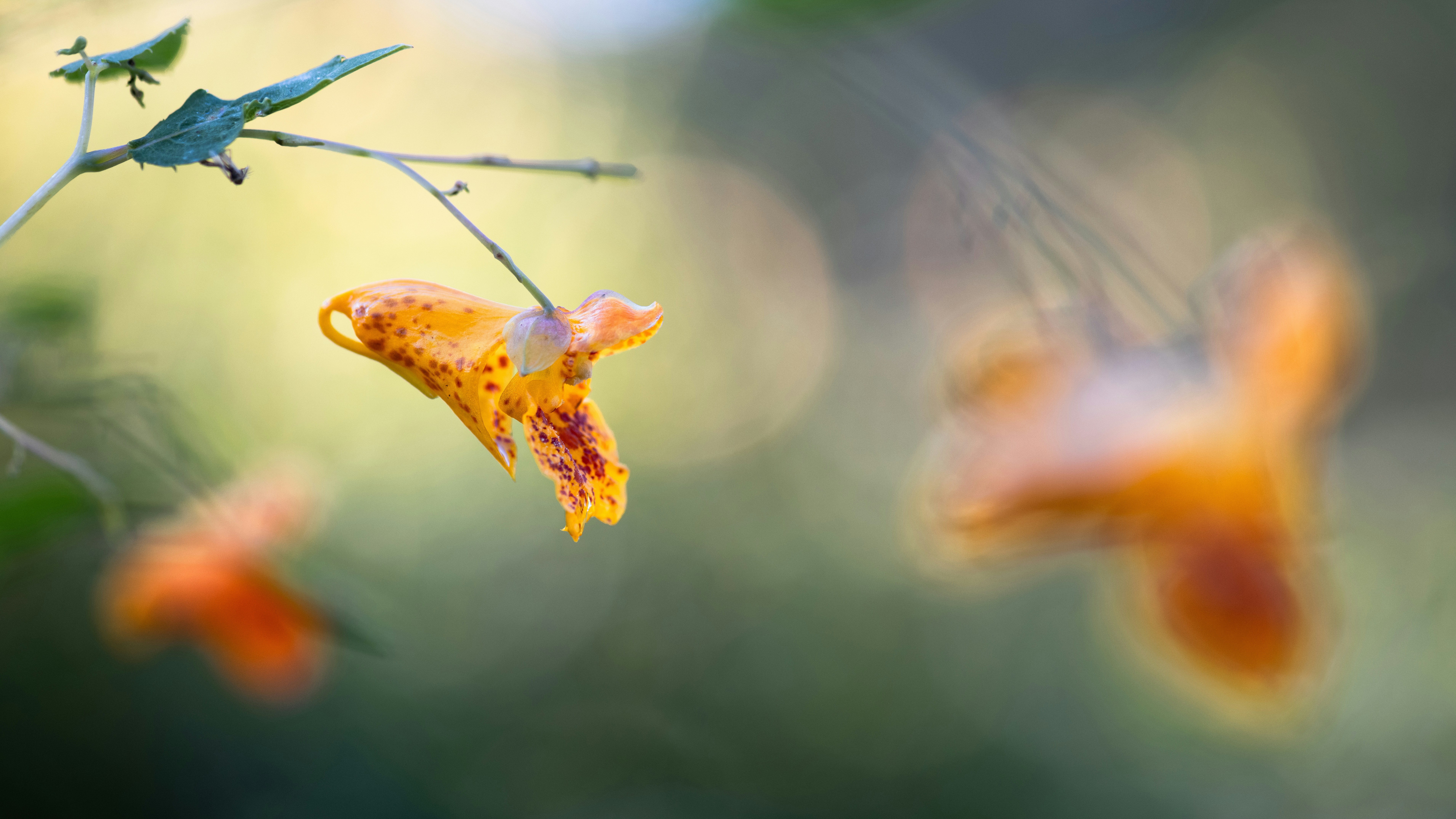 Flores de jewelweed pintadas laranja penduradas em caules finos contra um fundo verde suave