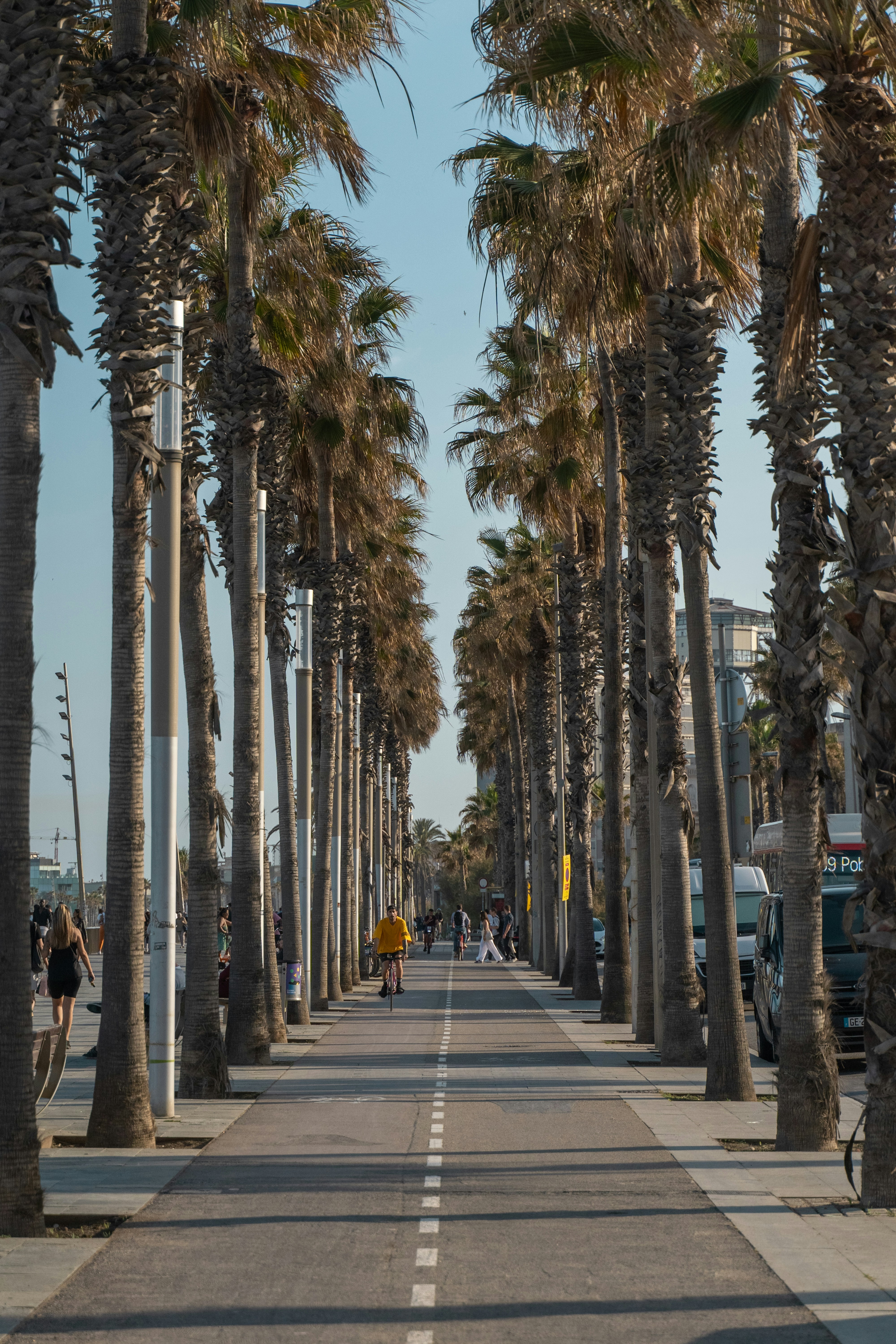A person cycling on a path lined with tall palm trees in Barcelona