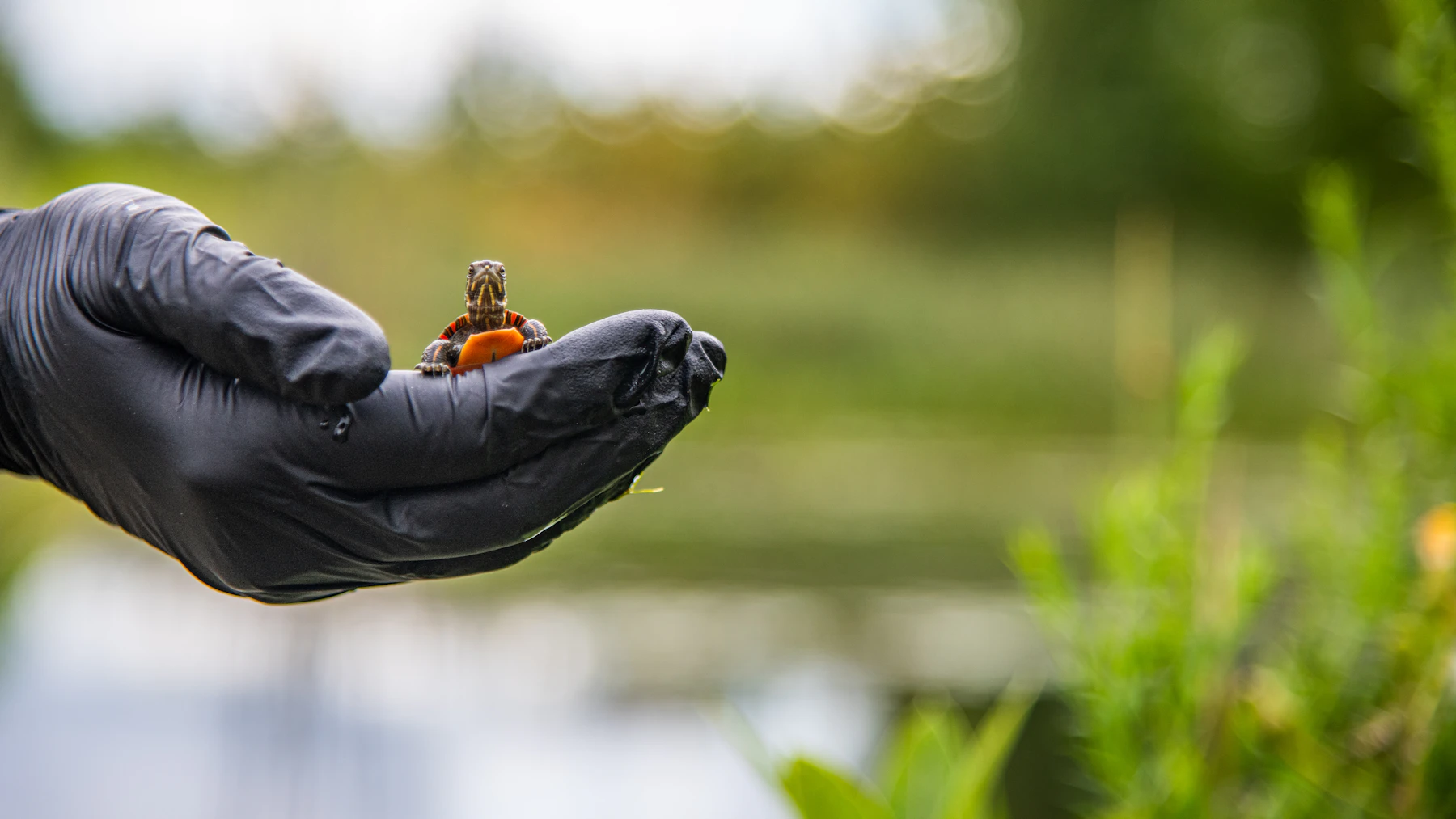 A tiny turtle held on the palm of a black disposable glove, with a green pond bank behind