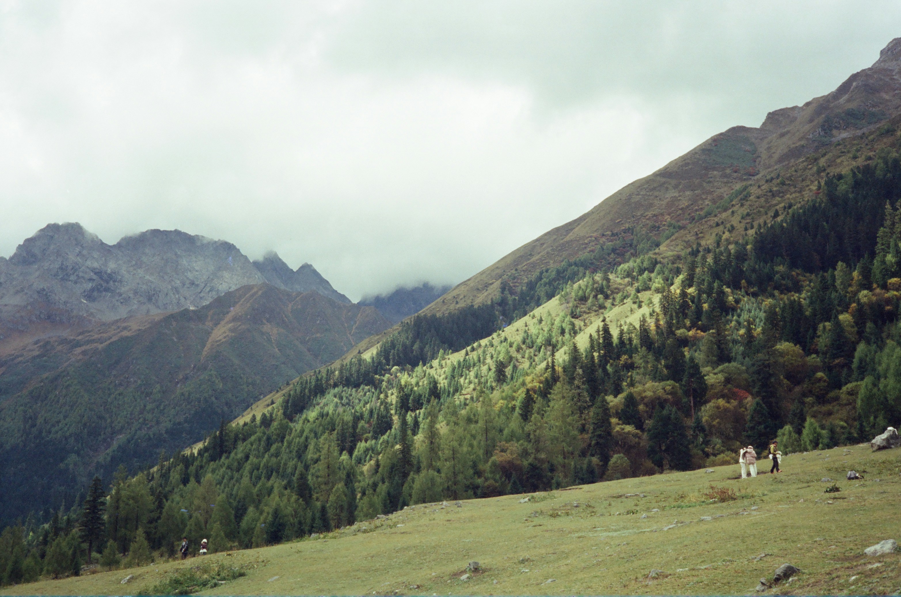 Forested mountain slopes rising above a grassy meadow under misty peaks