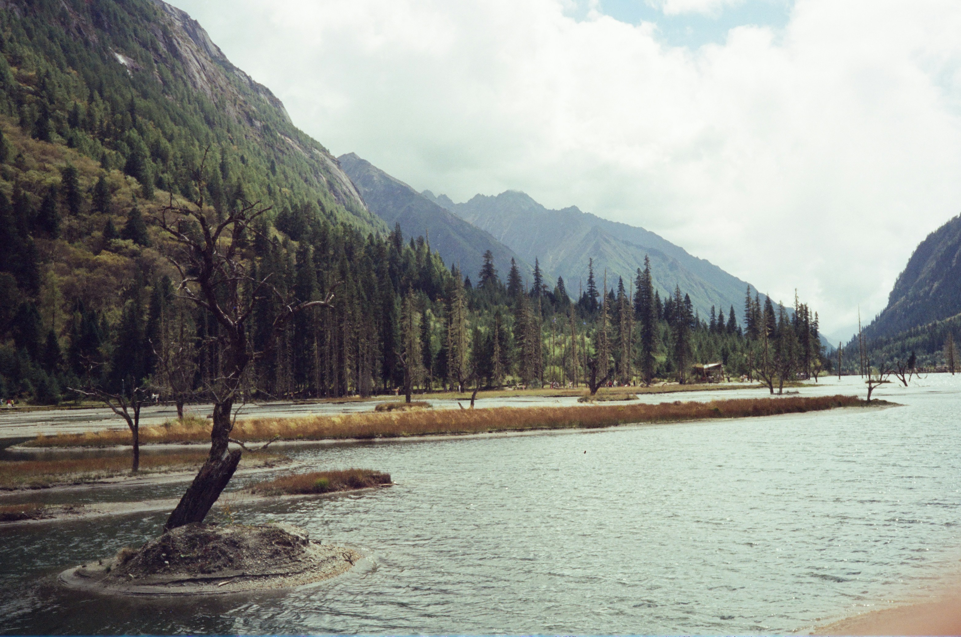 Bare tree in shallow mountain lake - Free Photo on Unsplash
