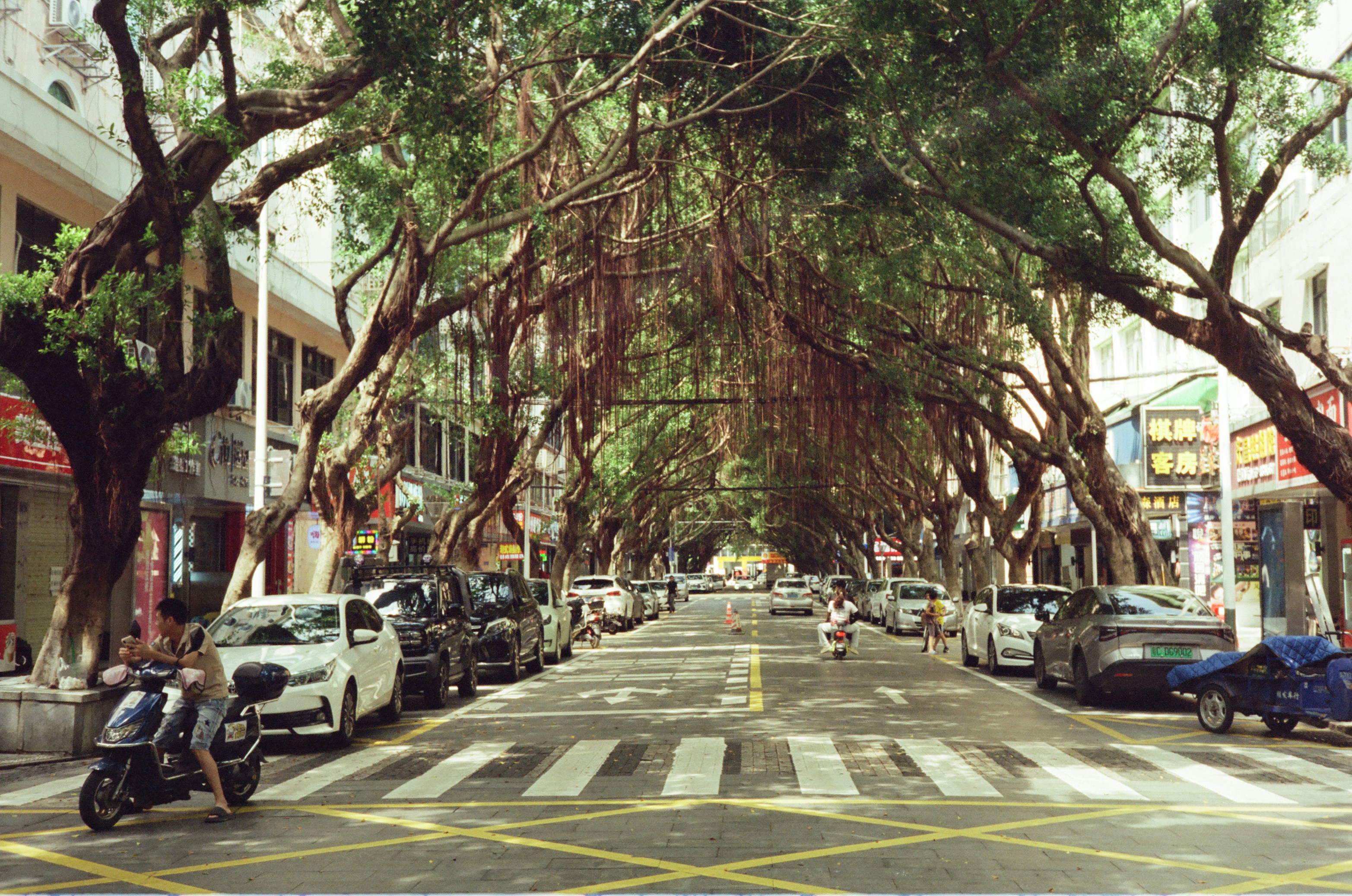 A banyan tree canopy with hanging roots over a city street