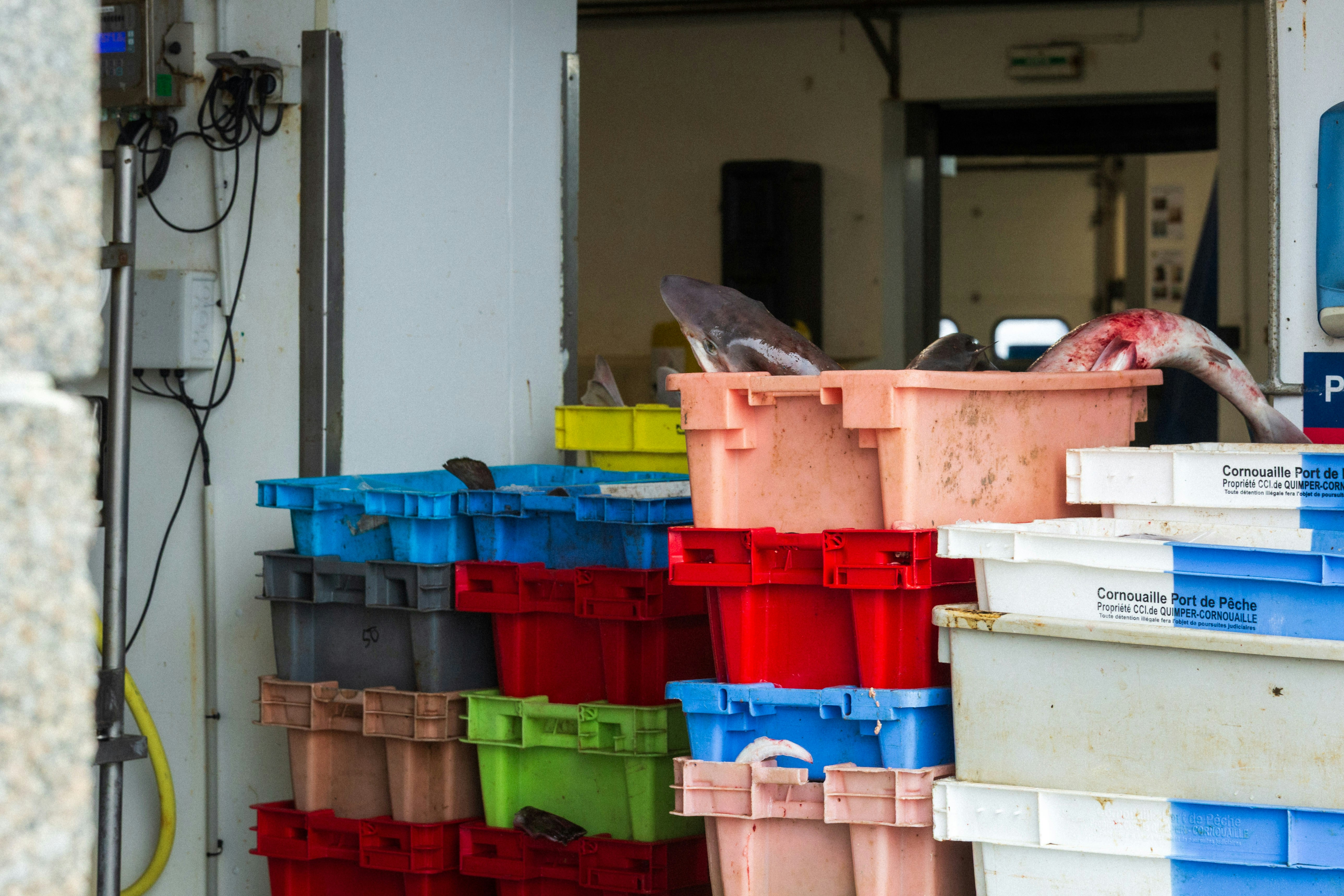 Fish in colorful plastic crates stacked at a fishing port in Quimper-Cornouaille