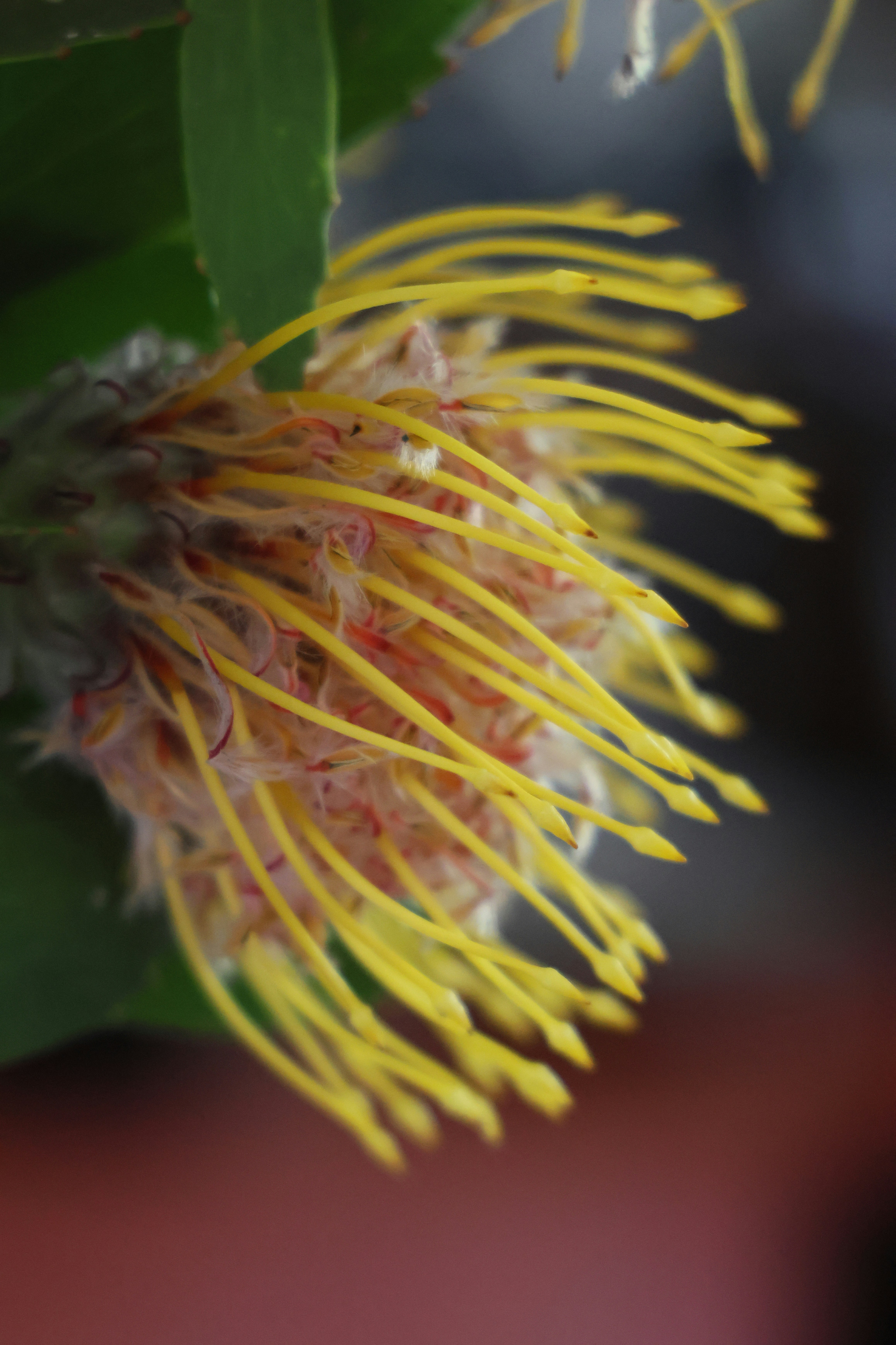 A macro view of a yellow pincushion protea flower with long thin stamens