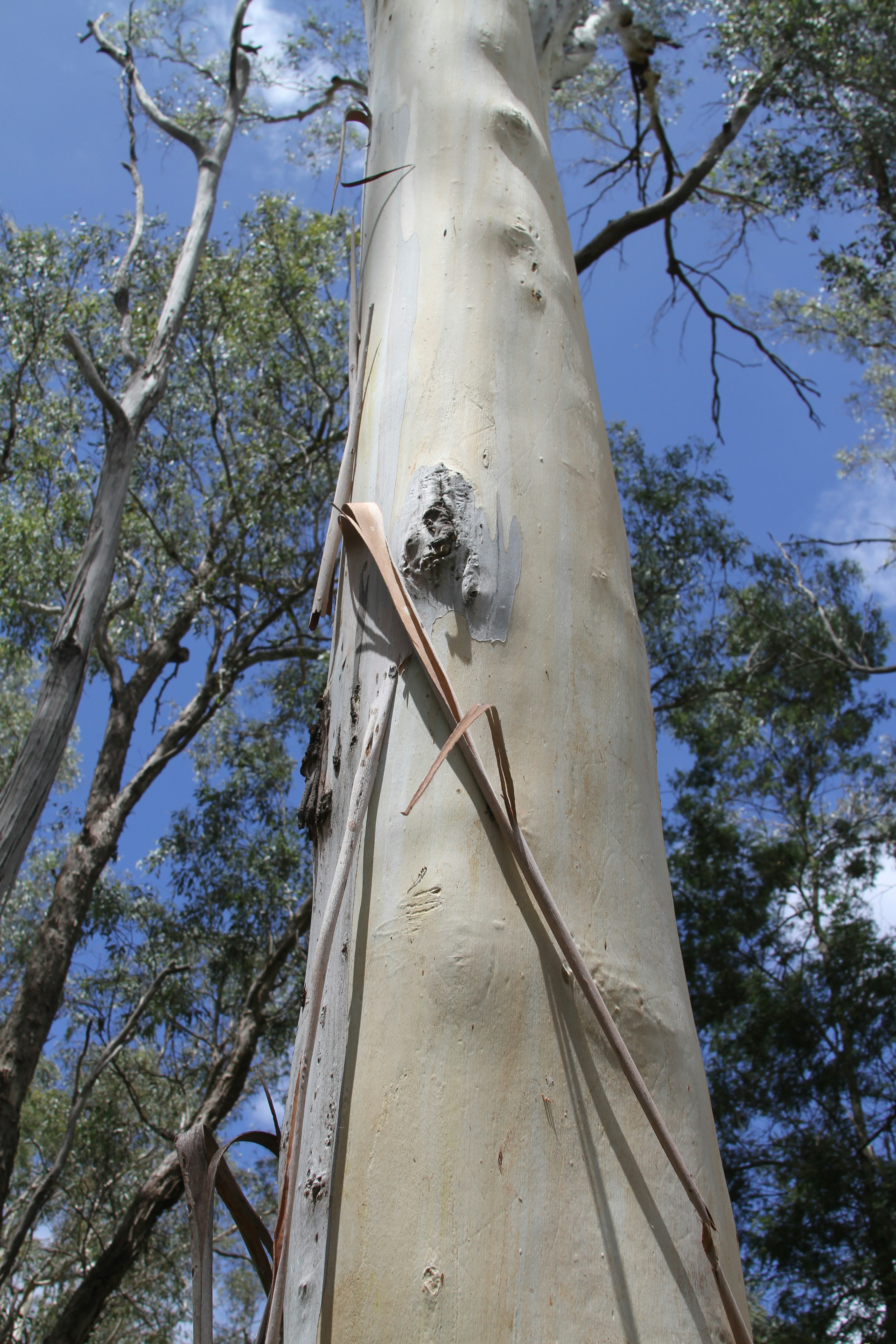A smooth pale eucalyptus tree trunk against a bright blue sky