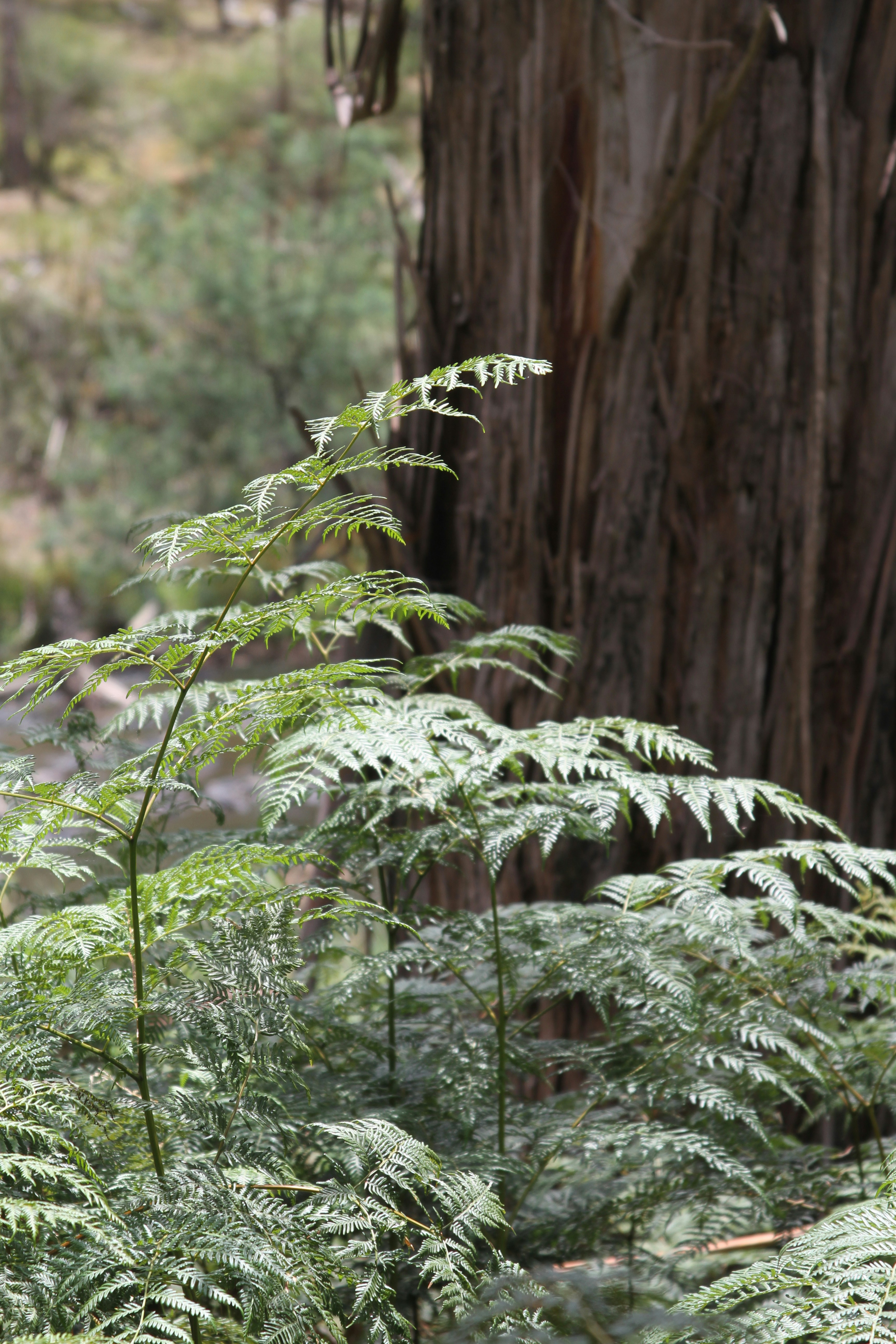 Green fern fronds growing in front of a large textured tree trunk