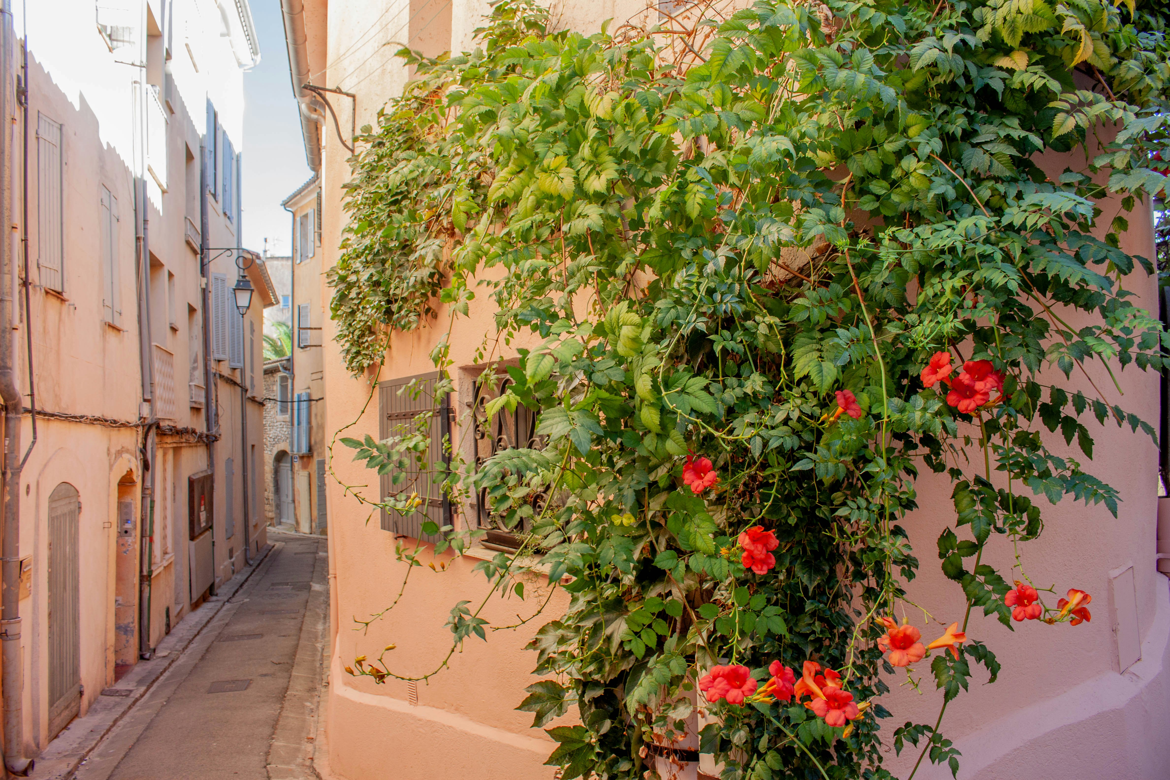 A narrow street with peach-colored buildings and a climbing vine with red flowers