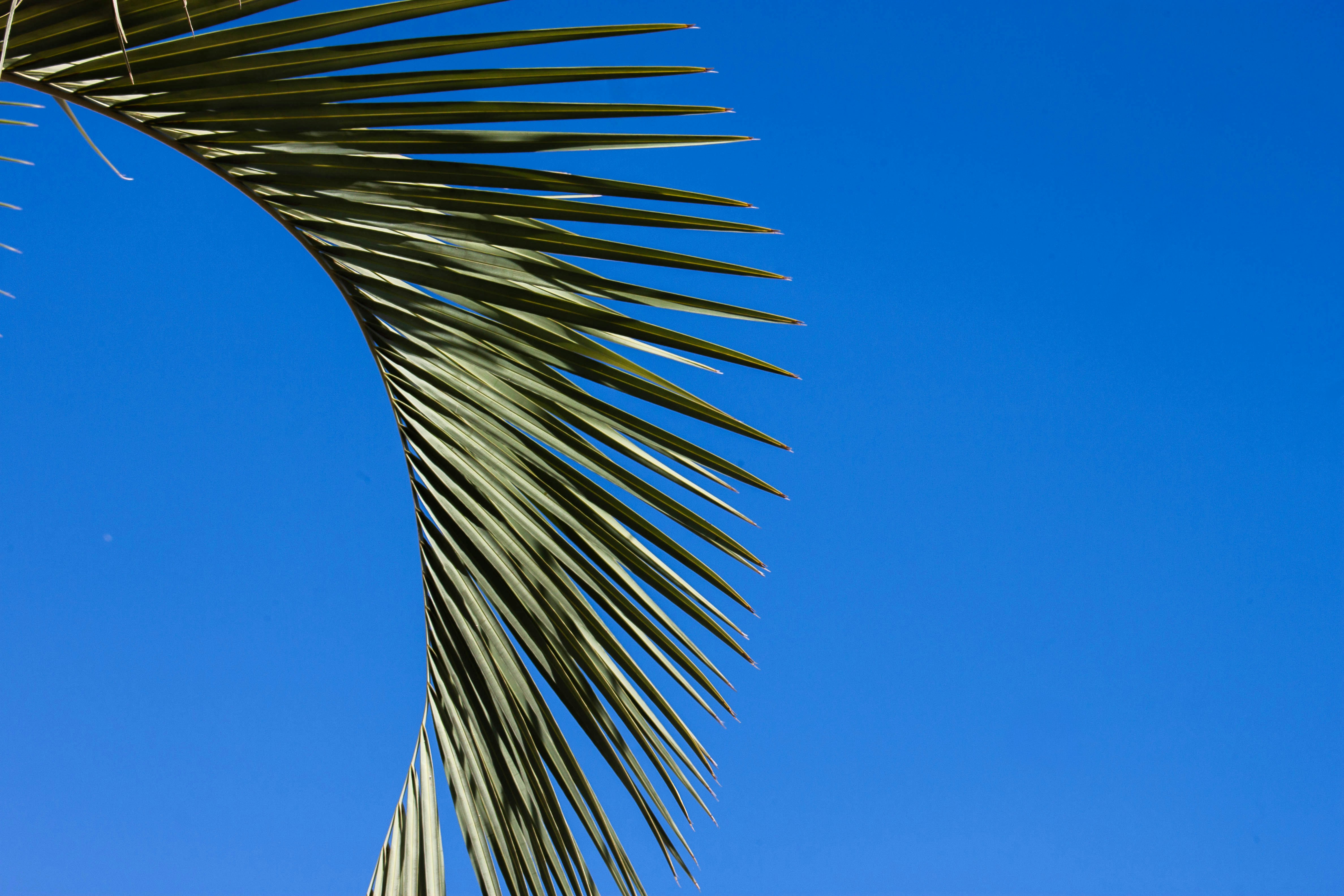 Una fronda di palma verde curva contro un cielo azzurro brillante e limpido